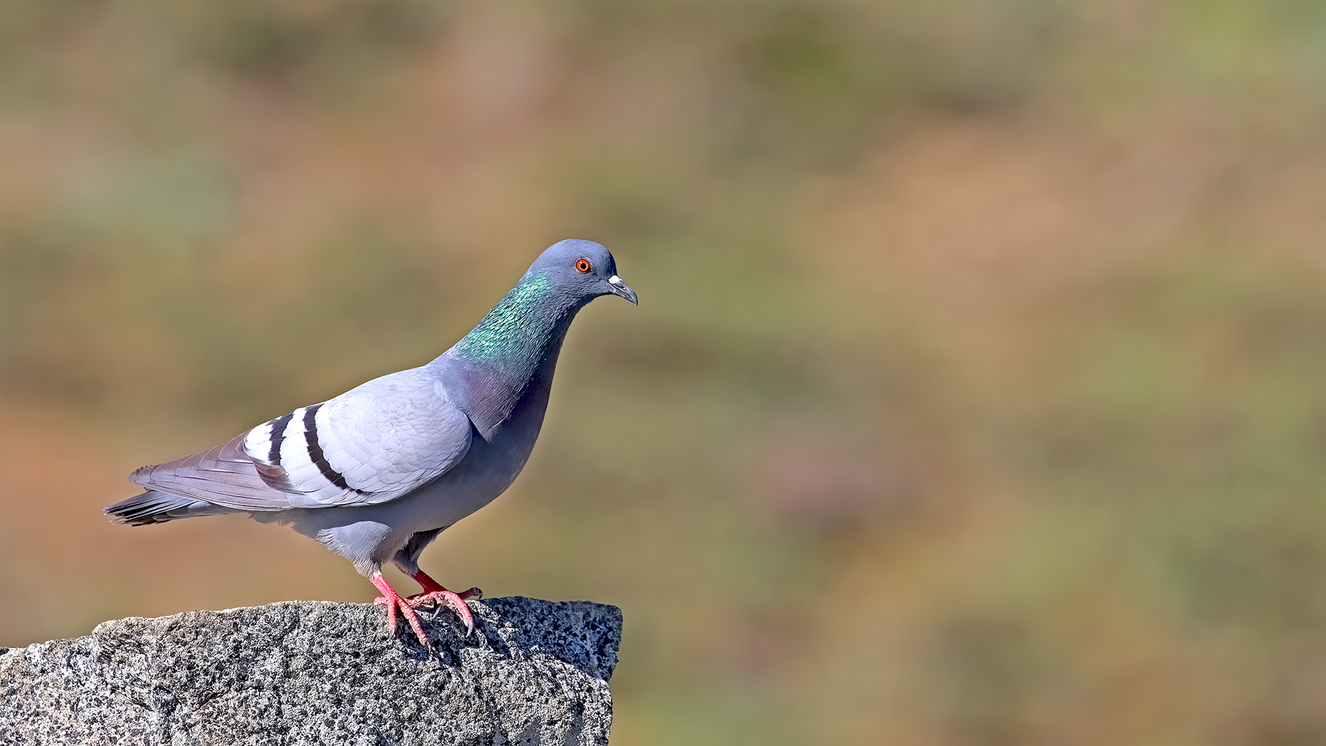 Rock Pigeon