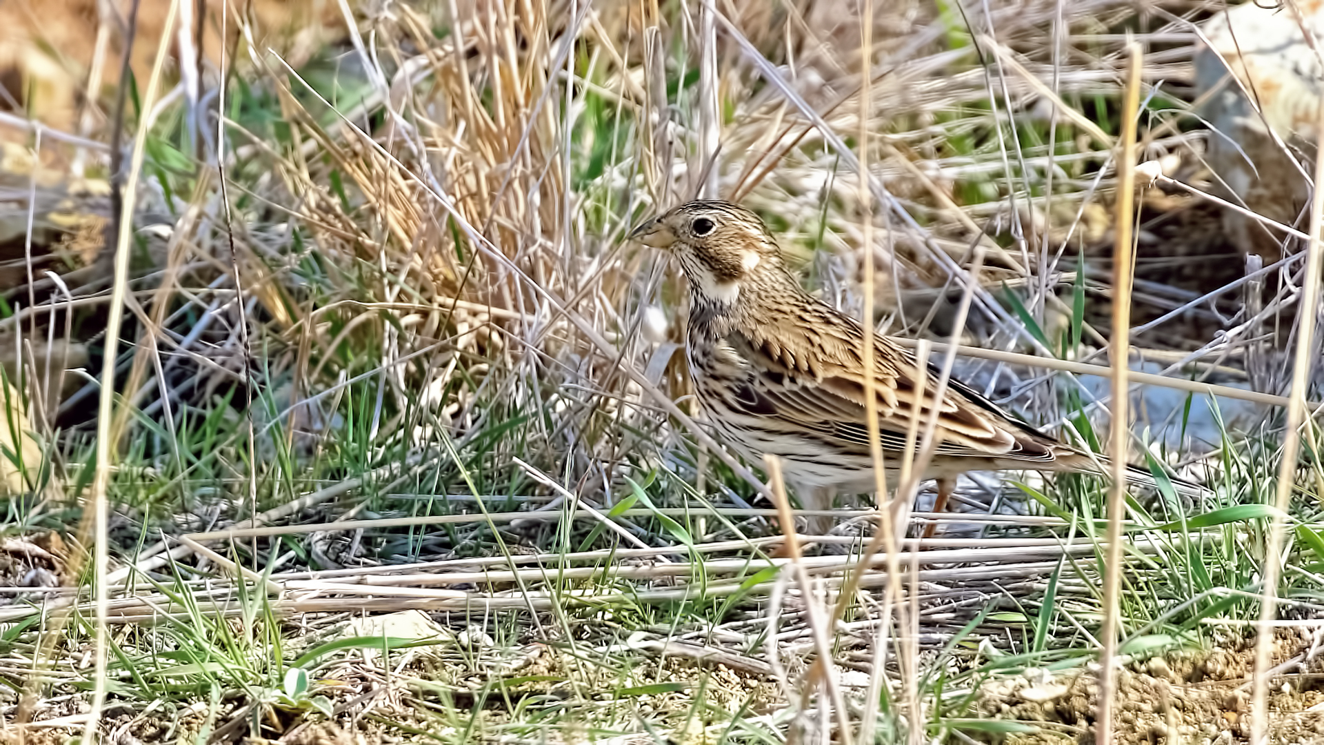Eurasian Skylark