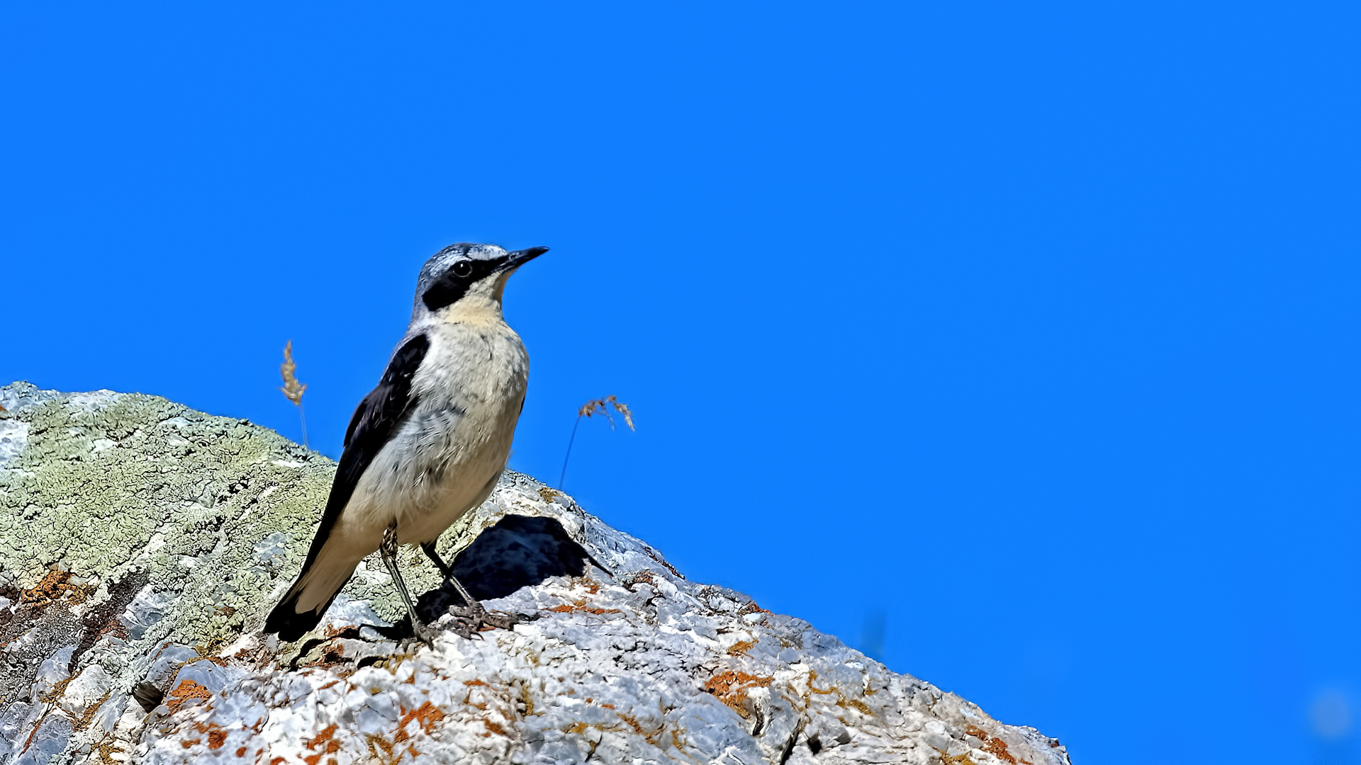 Northern Wheatear