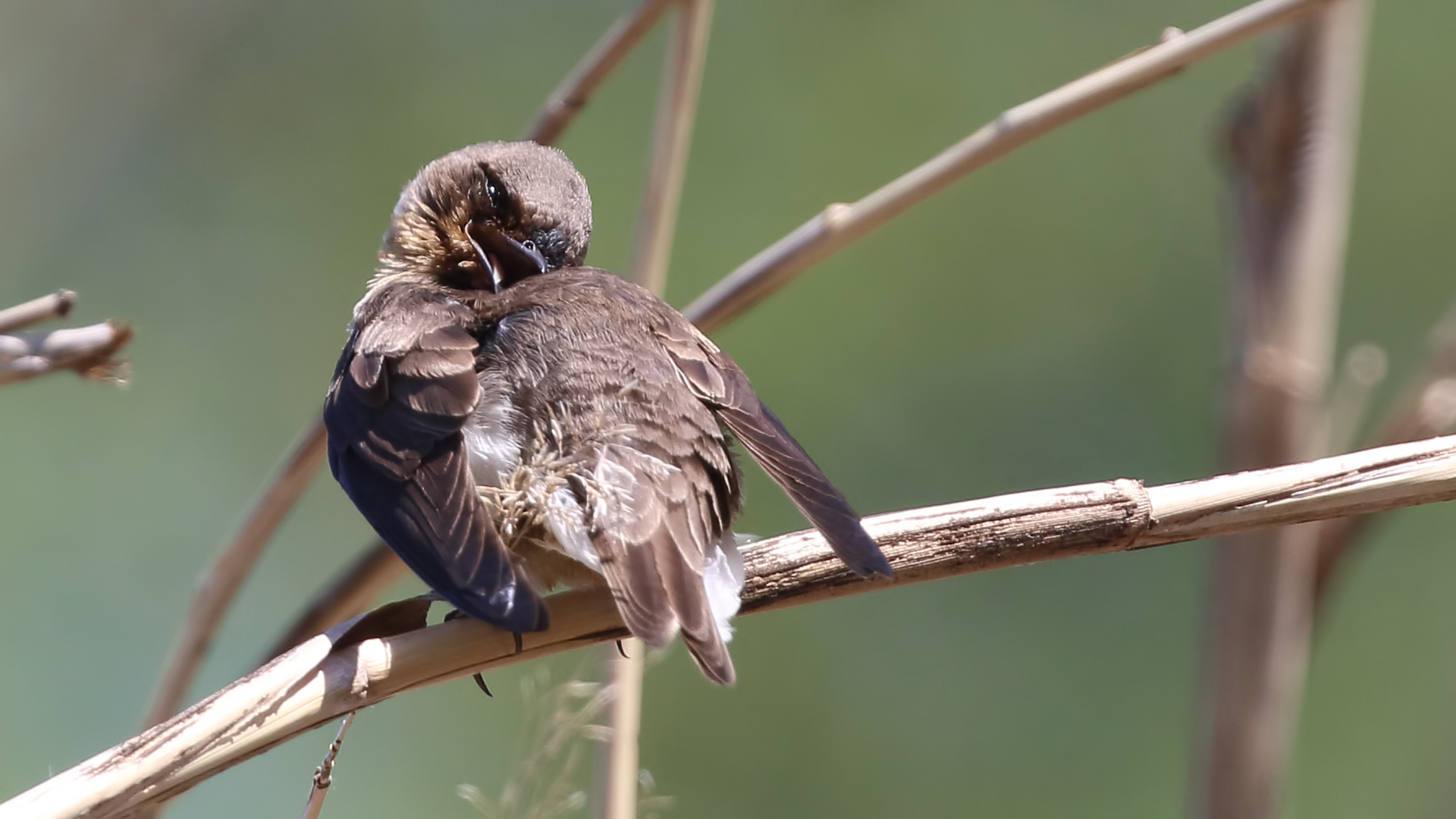 Bank Swallow