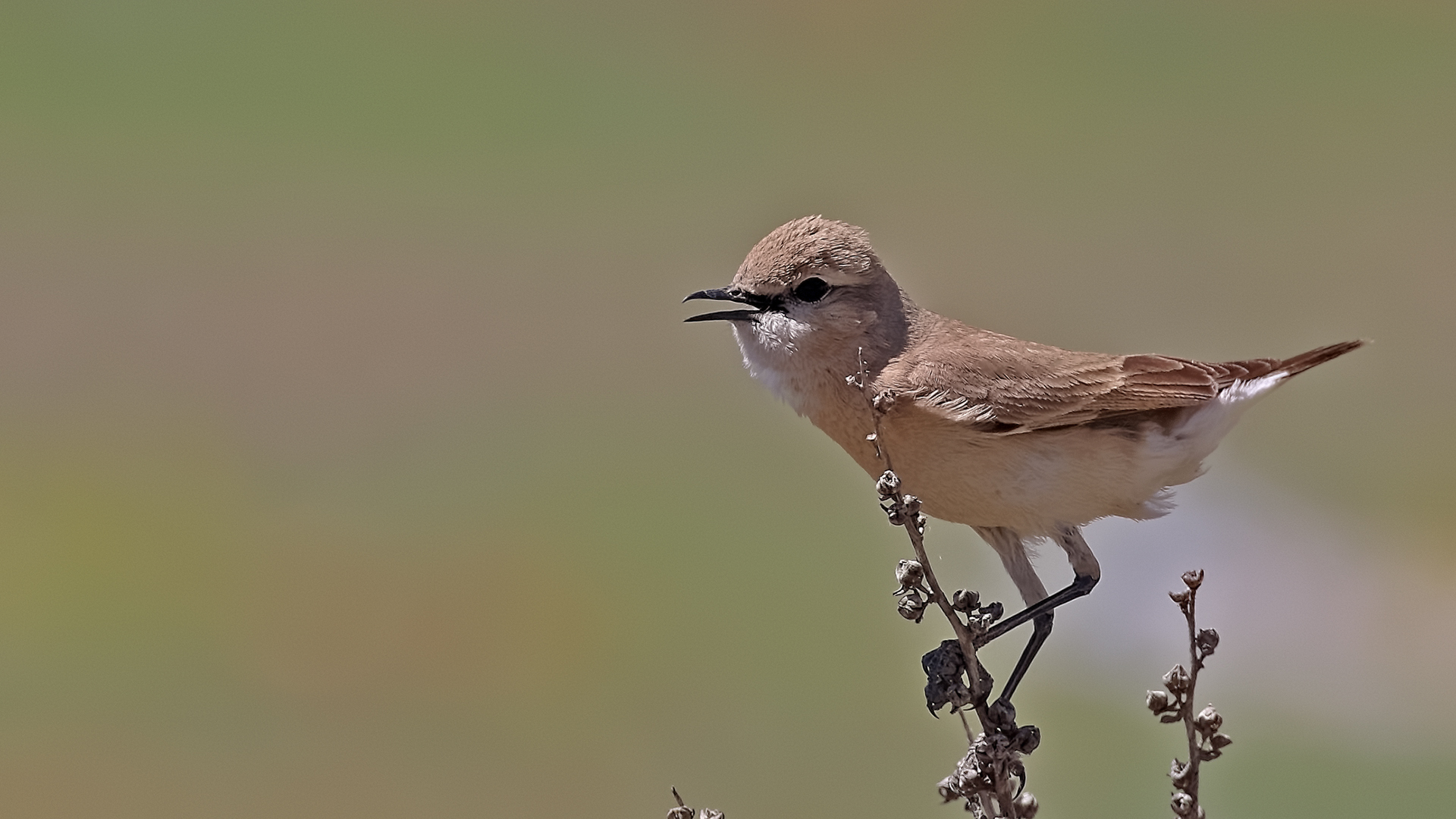 Isabelline Wheatear