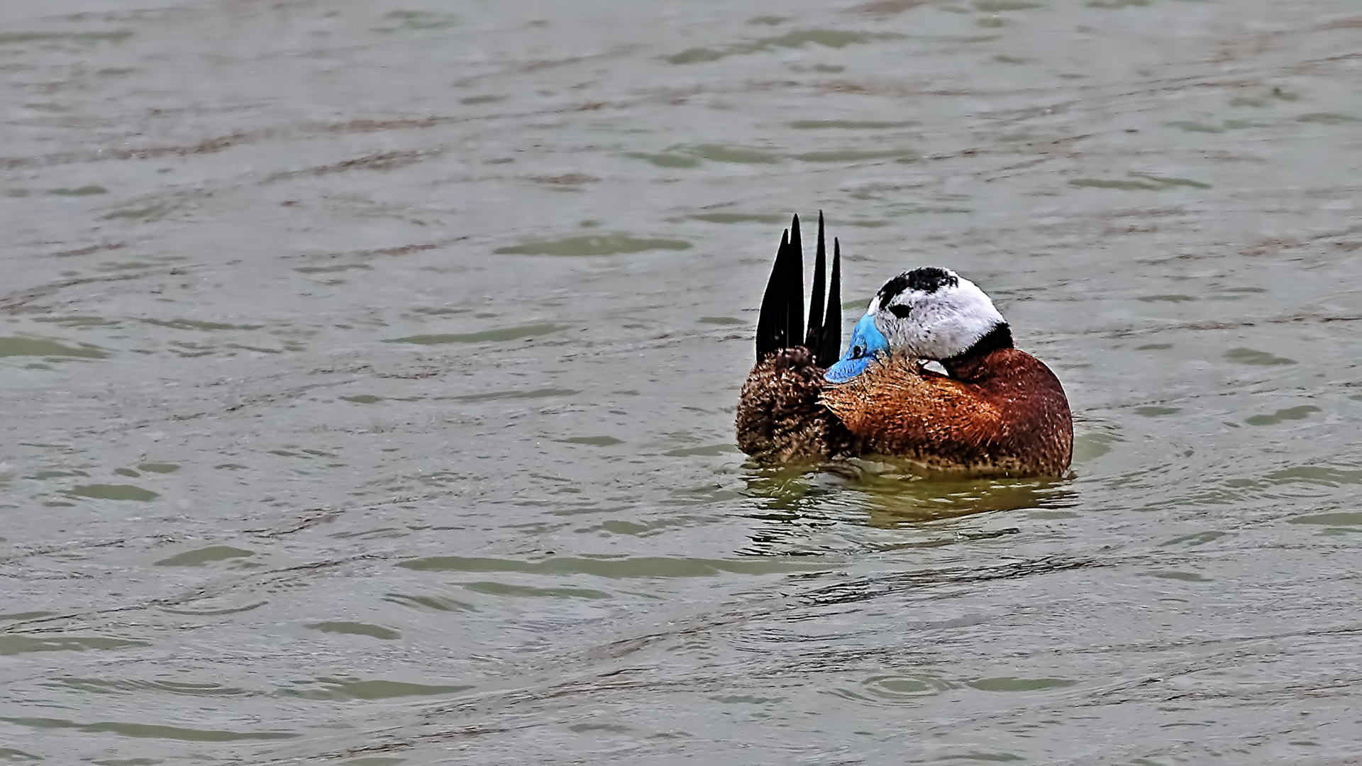 White-headed Duck