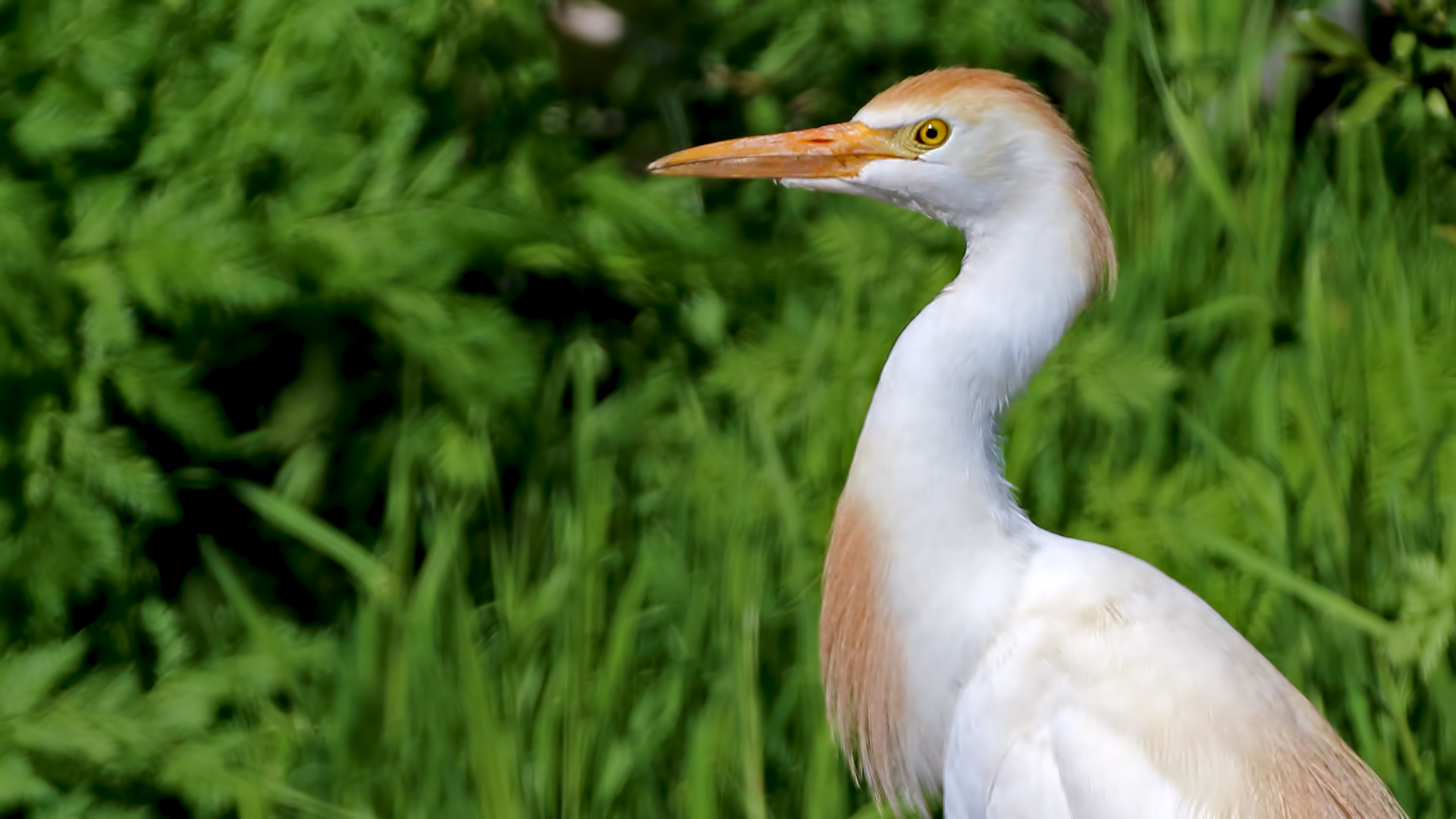 Cattle Egret — Ana fotoğraf