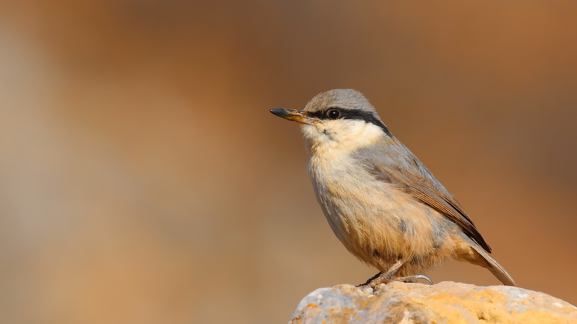 Western Rock Nuthatch