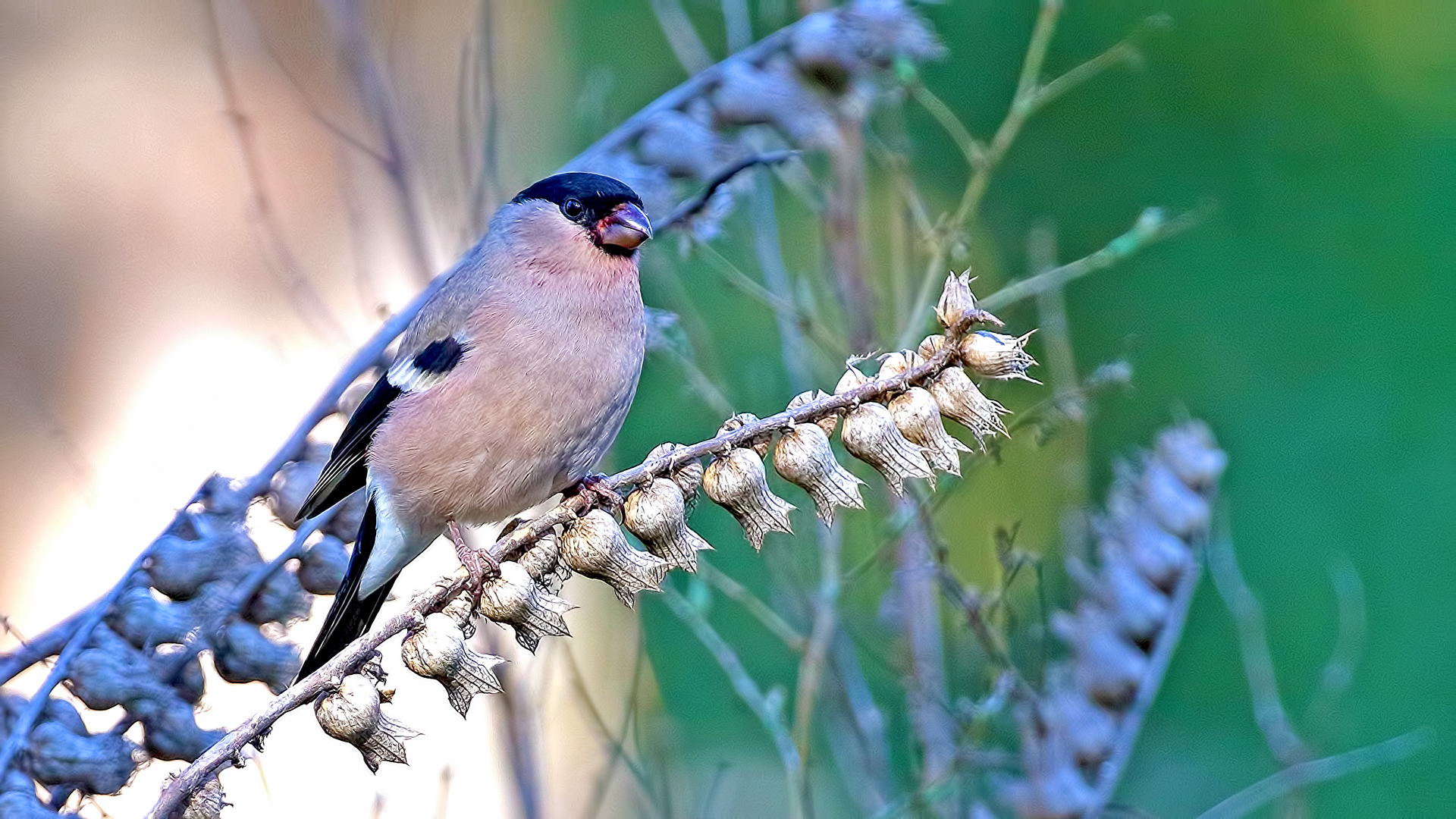 Eurasian Bullfinch