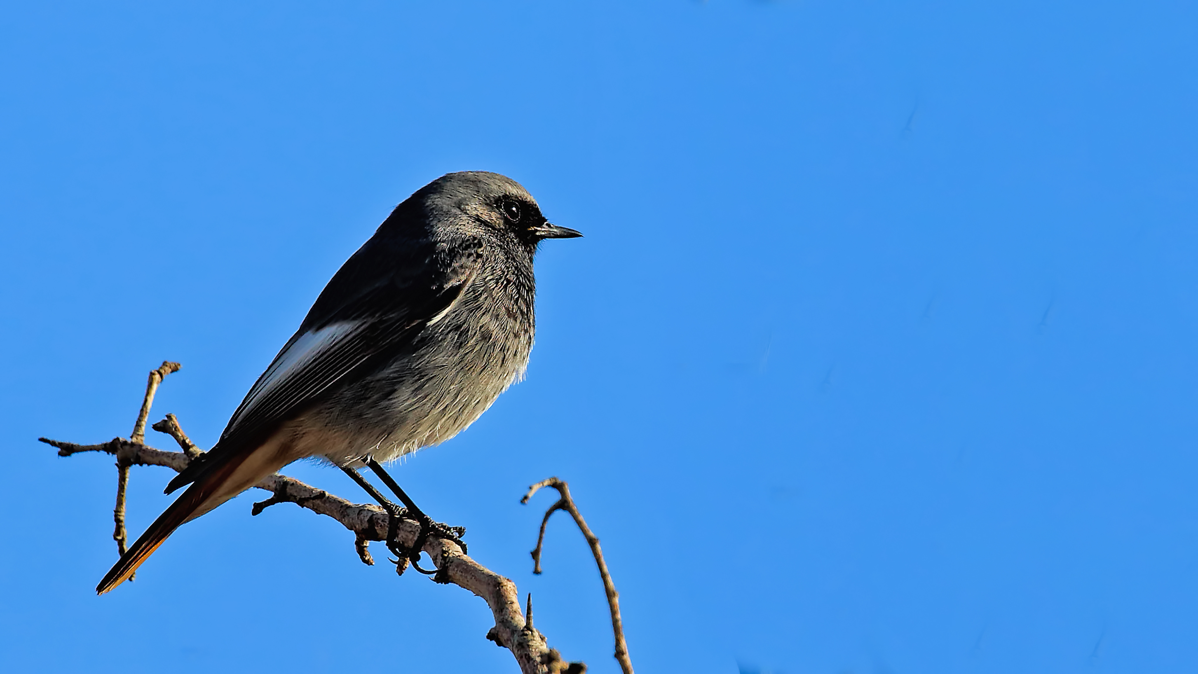 Black Redstart