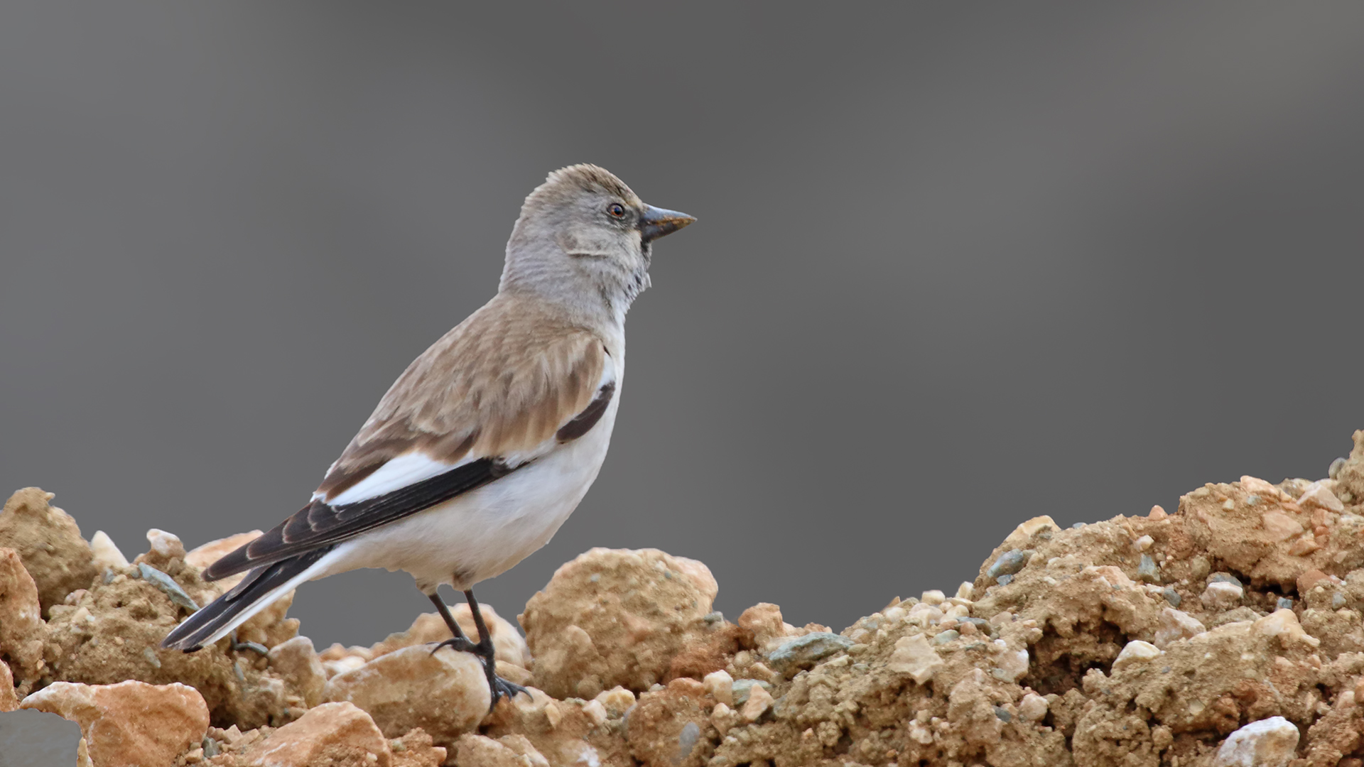 White-winged Snowfinch