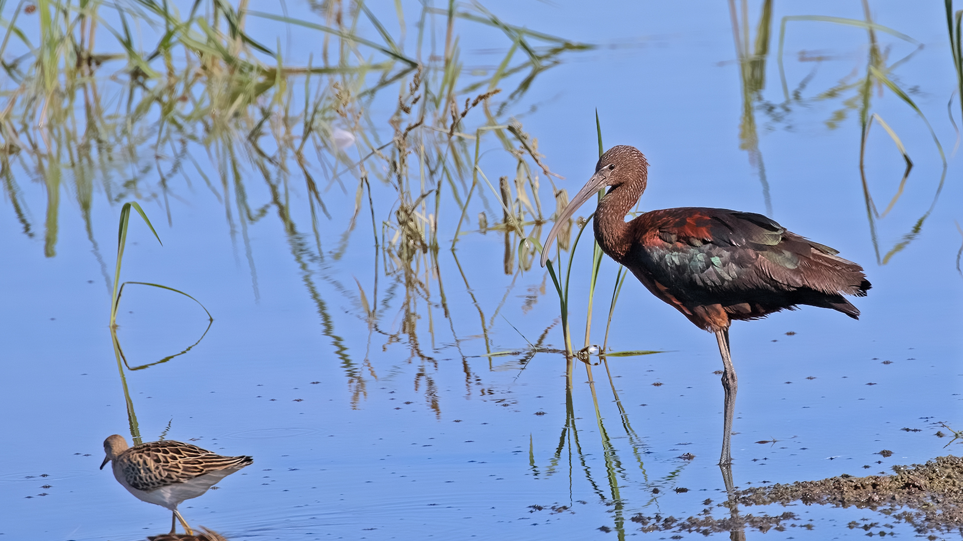 Glossy Ibis