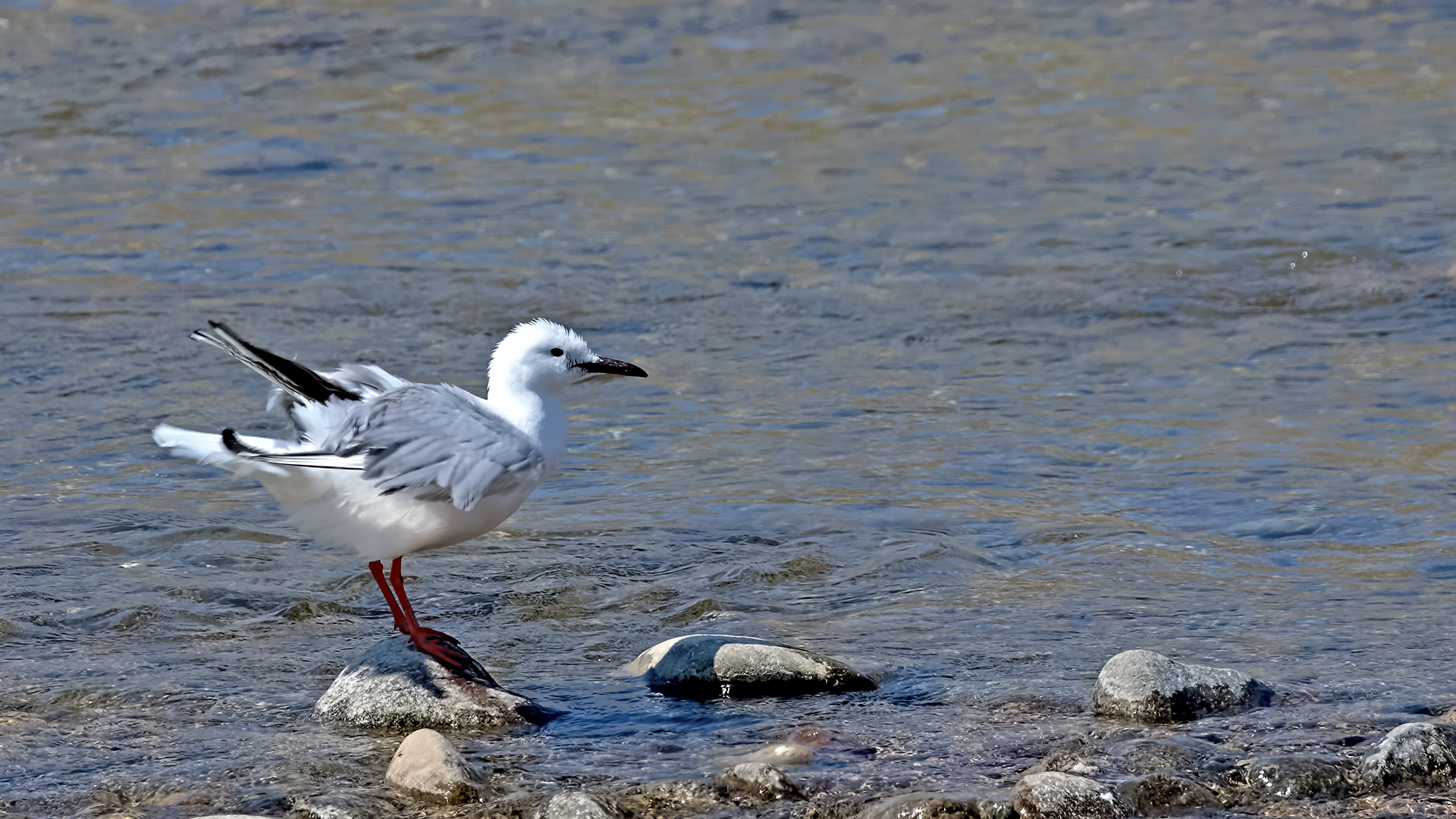 Slender-billed Gull