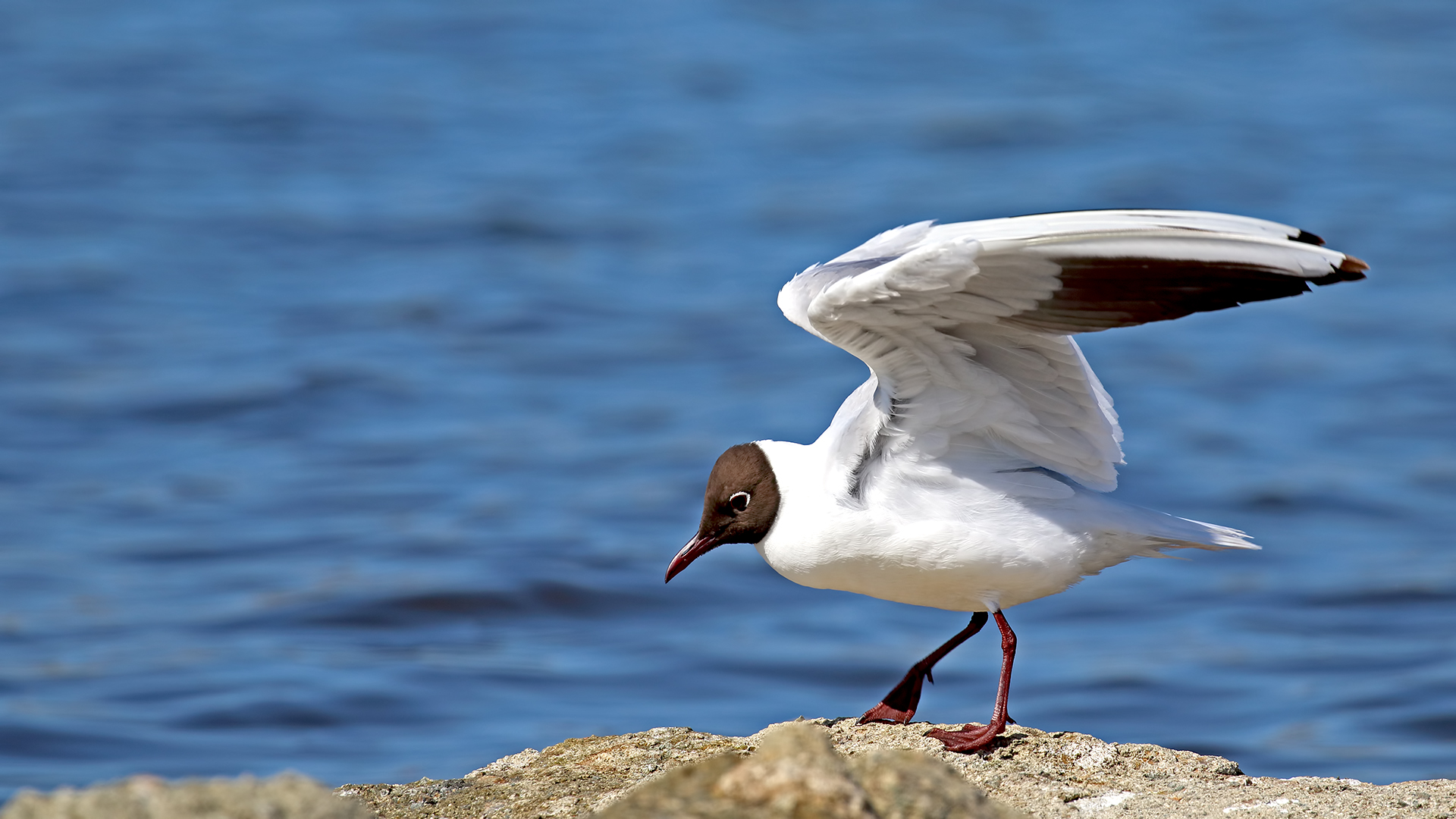 Black-headed Gull