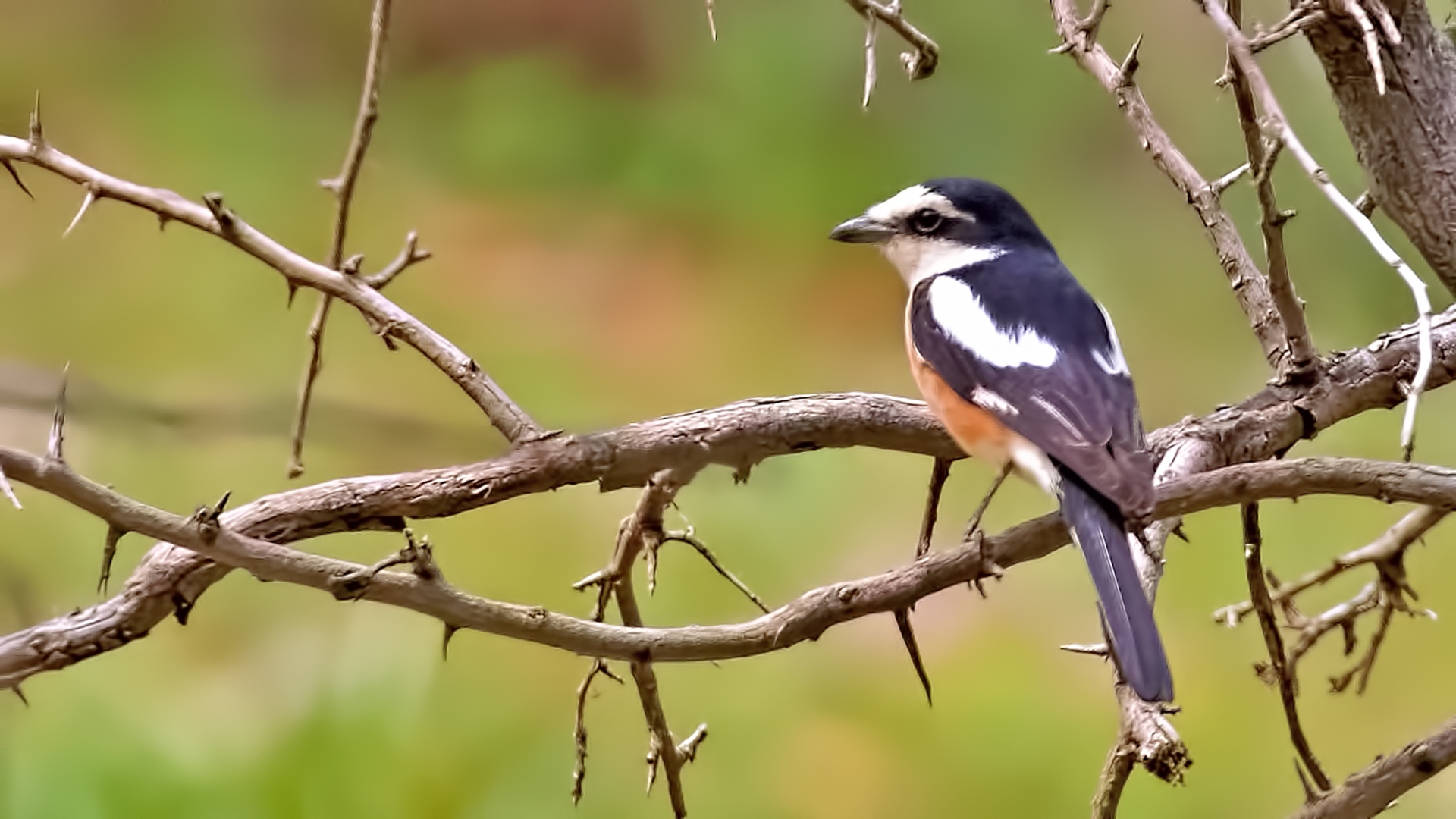 Masked Shrike