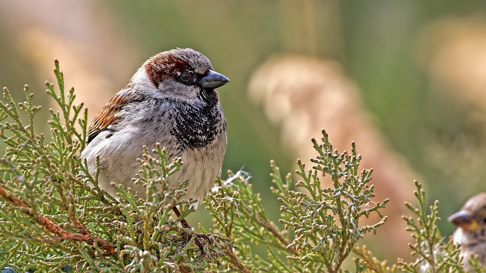 House Sparrow — Ana fotoğraf