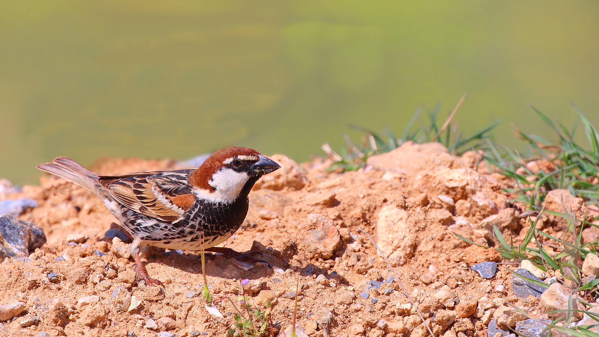 Spanish Sparrow