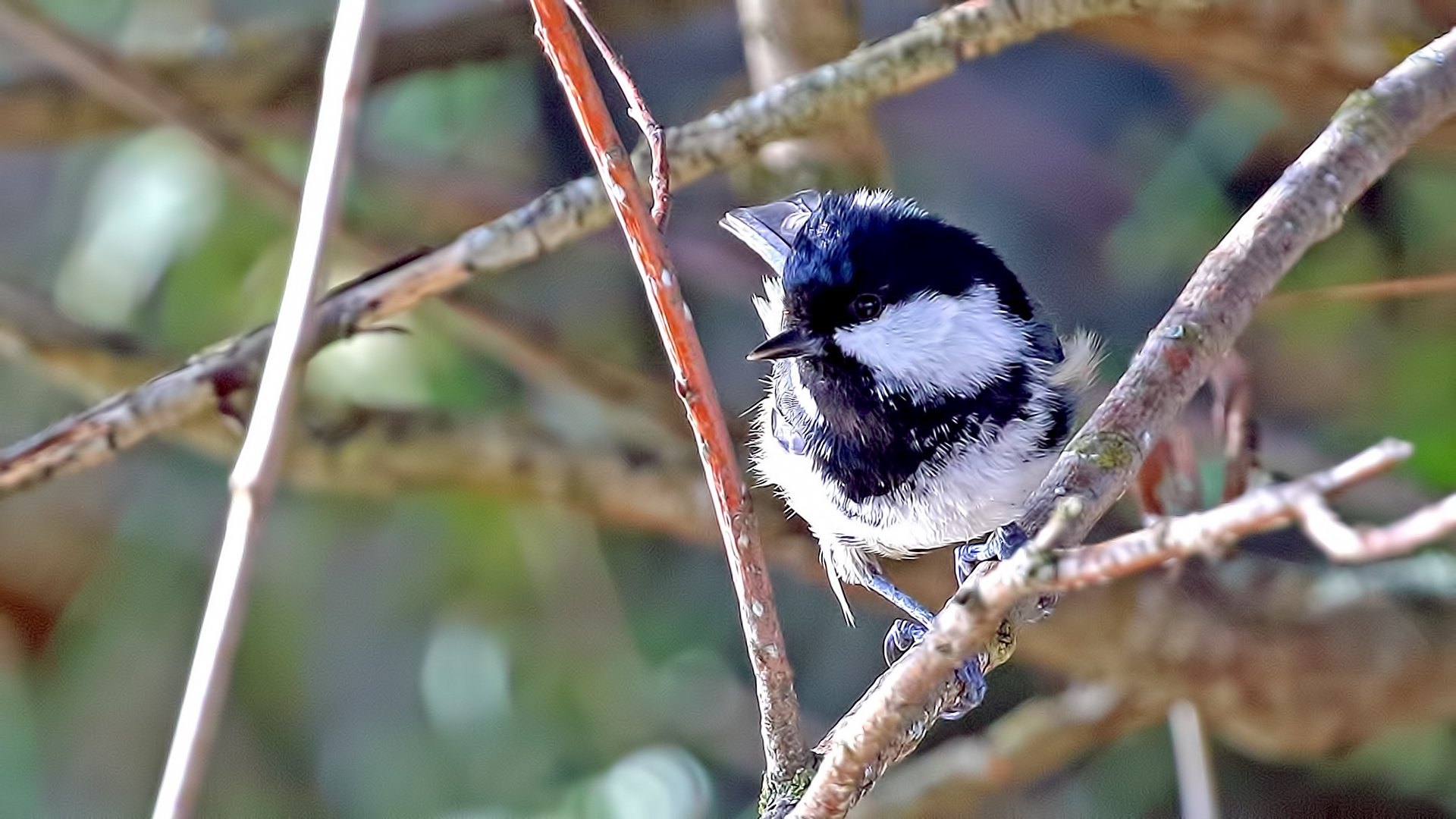 Coal Tit — Ana fotoğraf