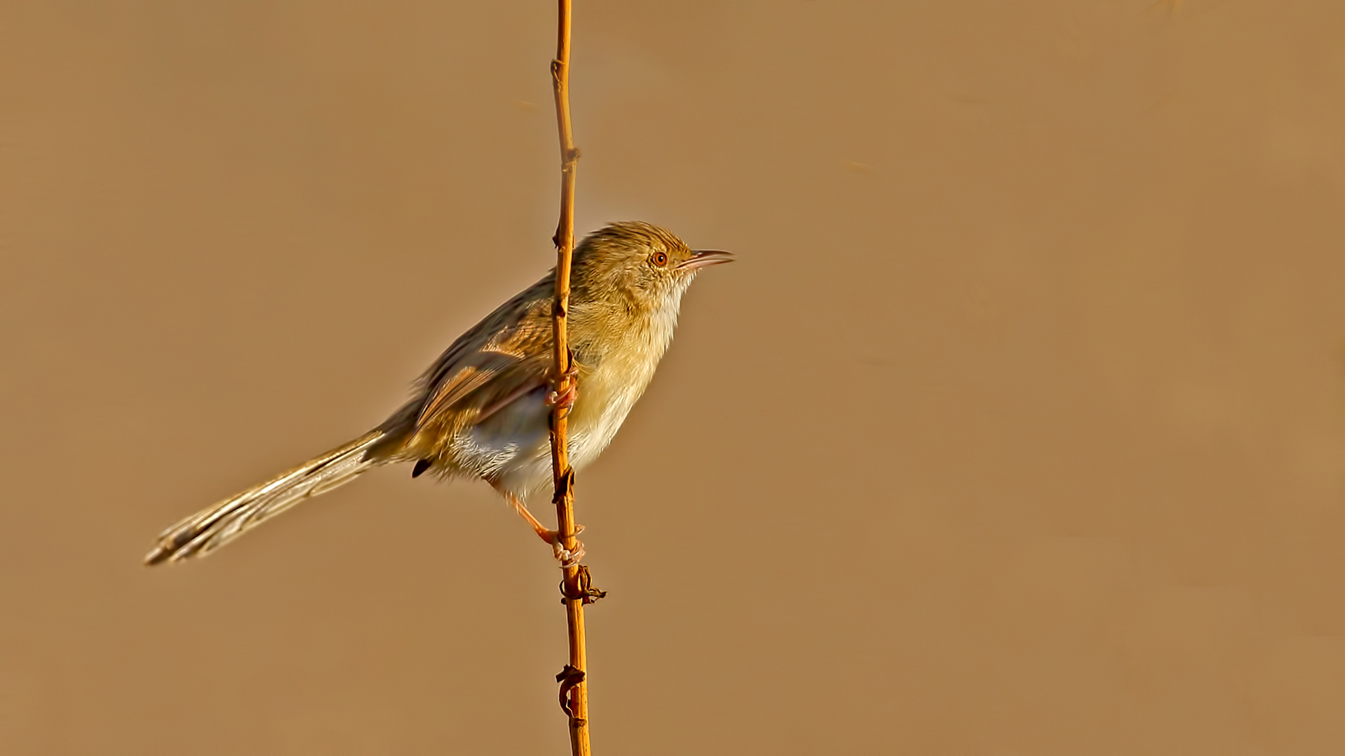 Graceful Prinia