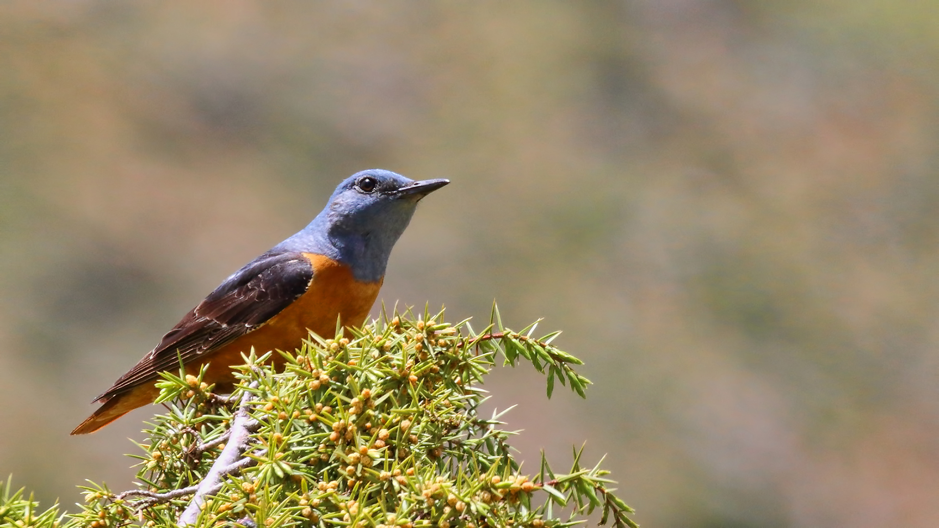 Rufous-tailed Rock-Thrush