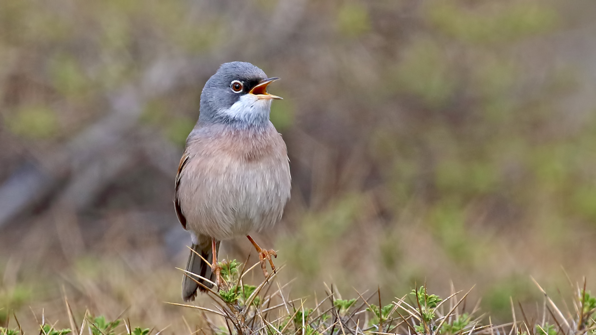 Spectacled Warbler
