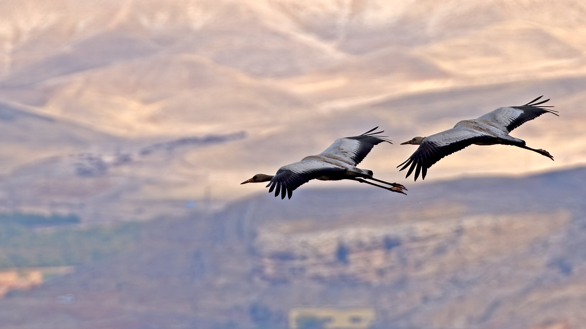 Common Crane