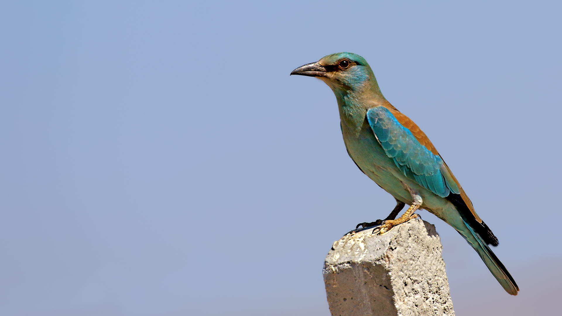 European Roller