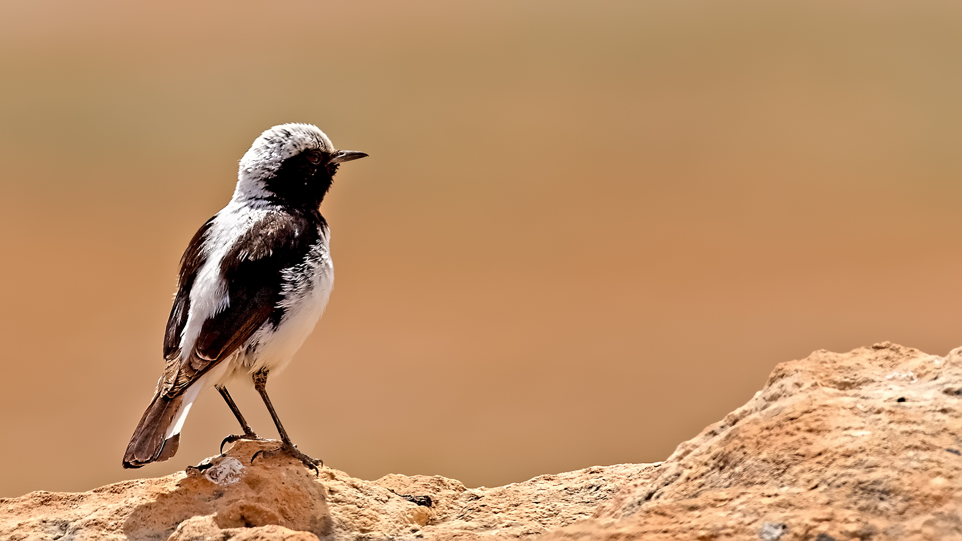 Finsch's Wheatear