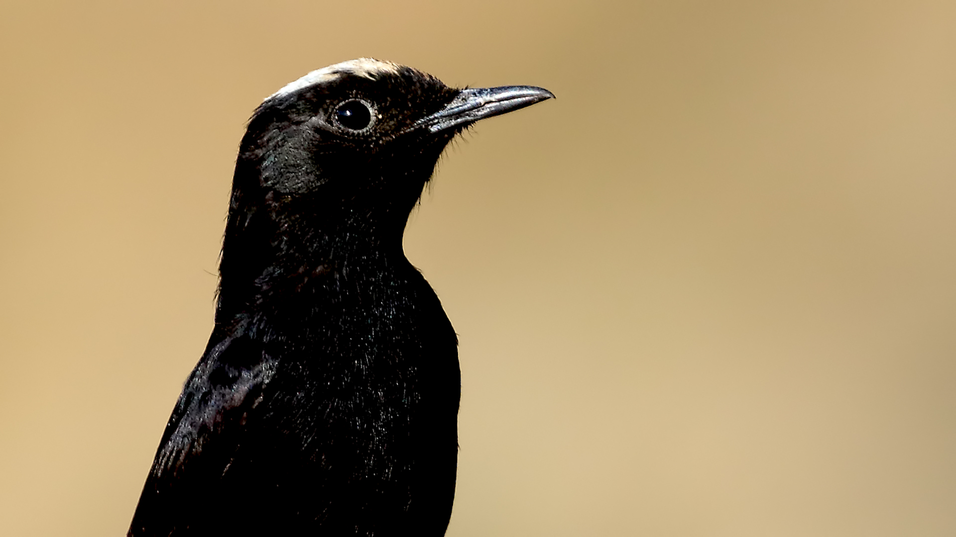 White-crowned Wheatear