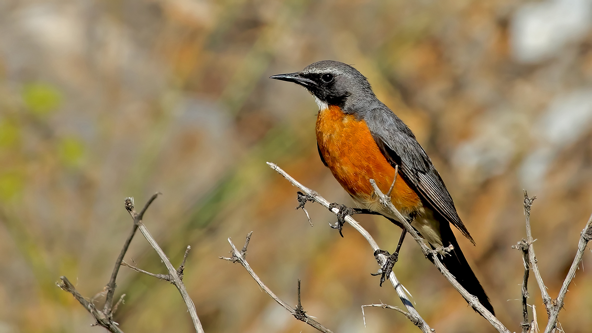 White-throated Robin