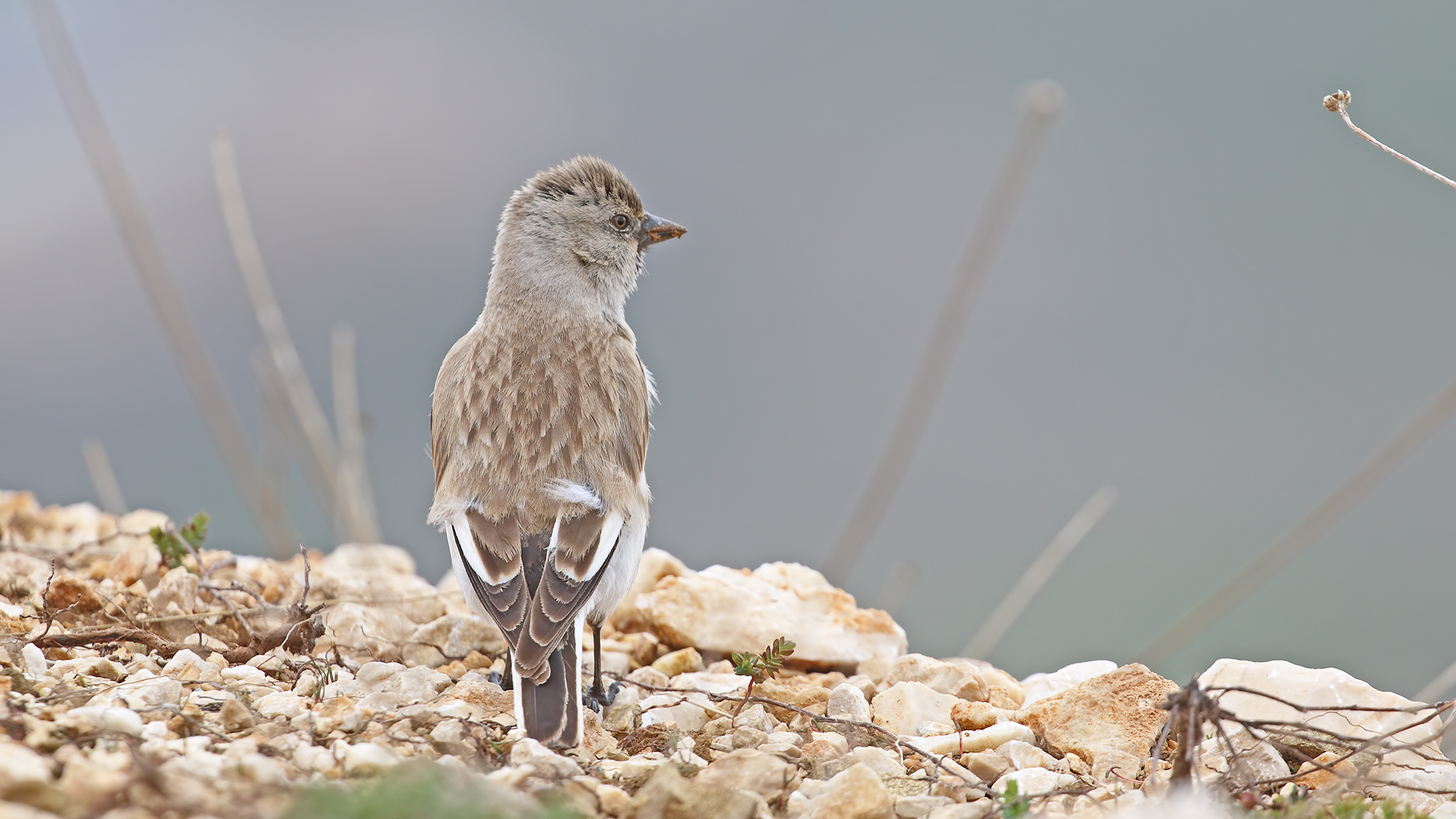 White-winged Snowfinch