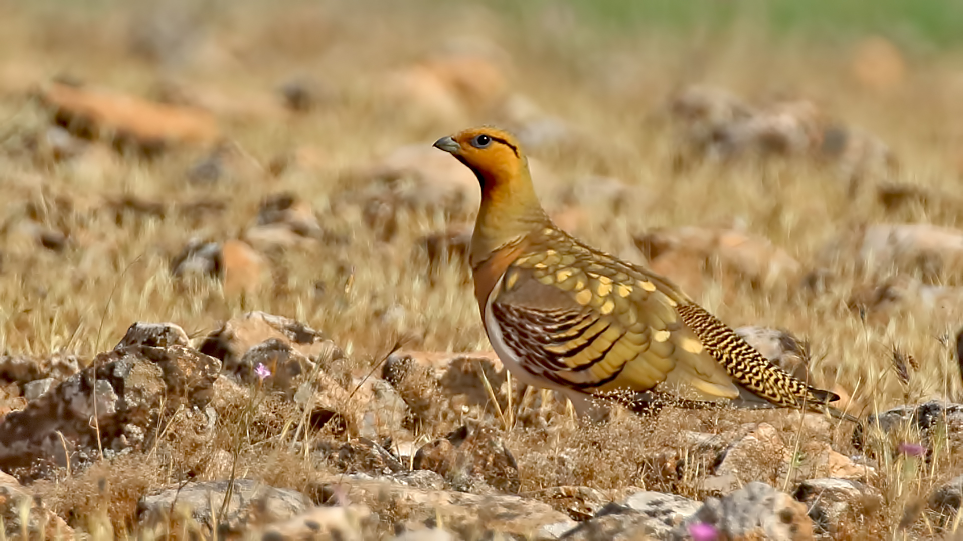 Pin-tailed Sandgrouse