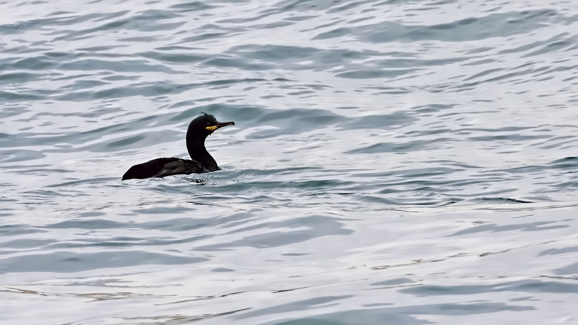 European Shag