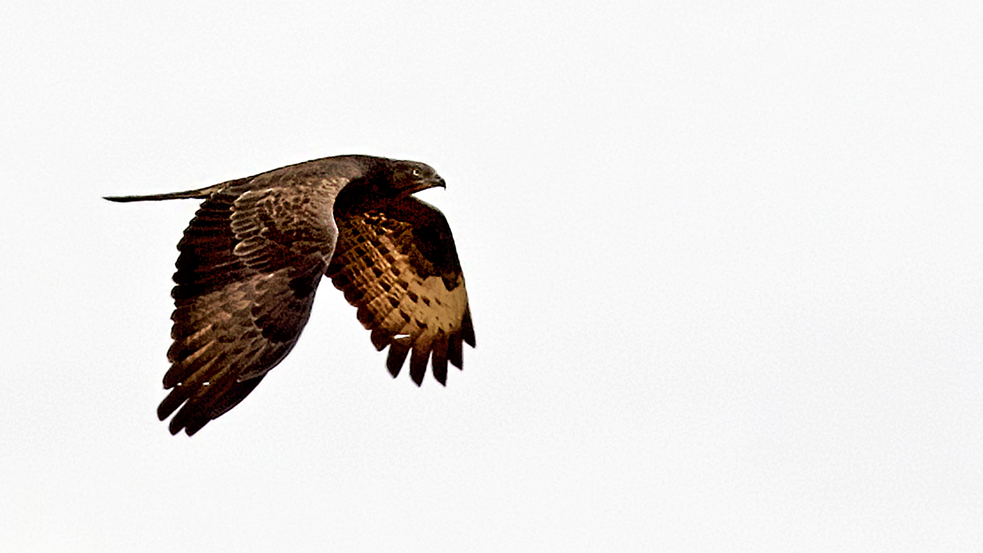 European Honey-buzzard