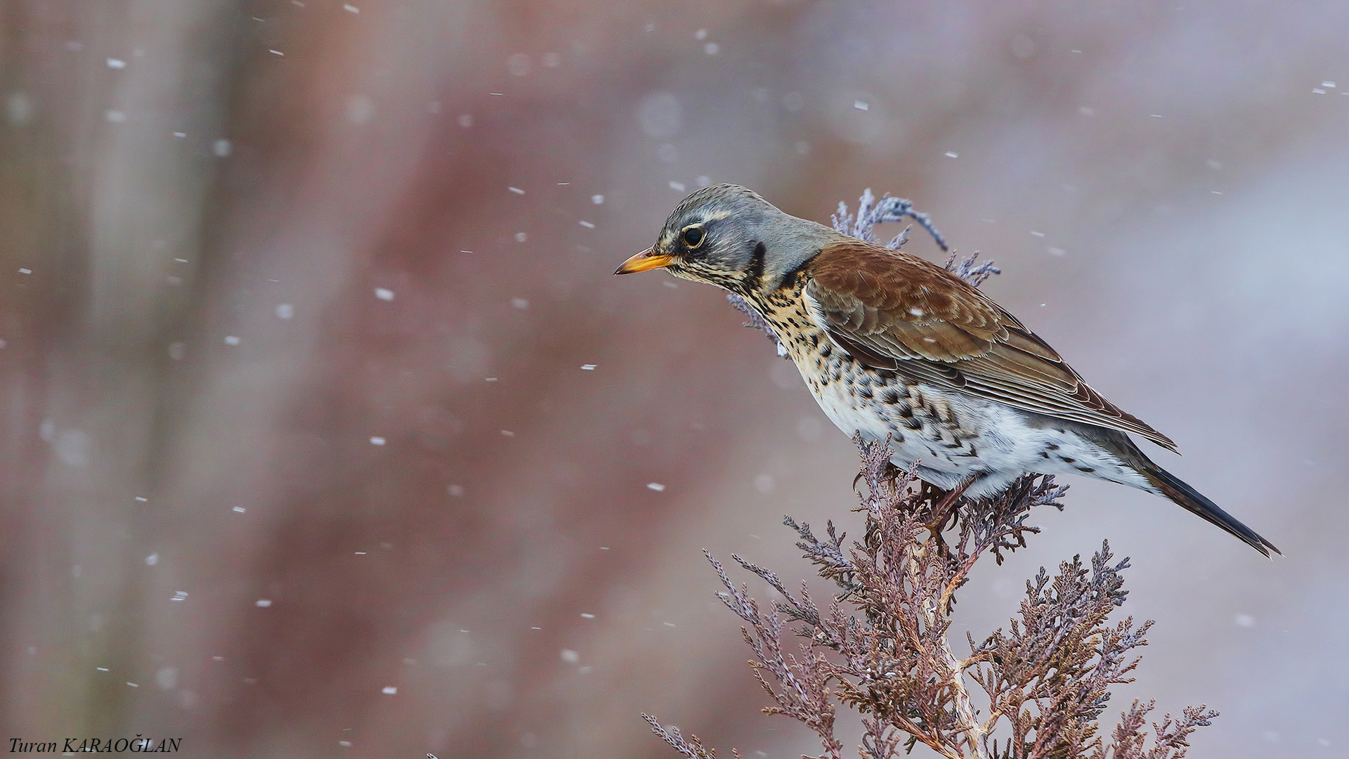 Fieldfare — Ana fotoğraf