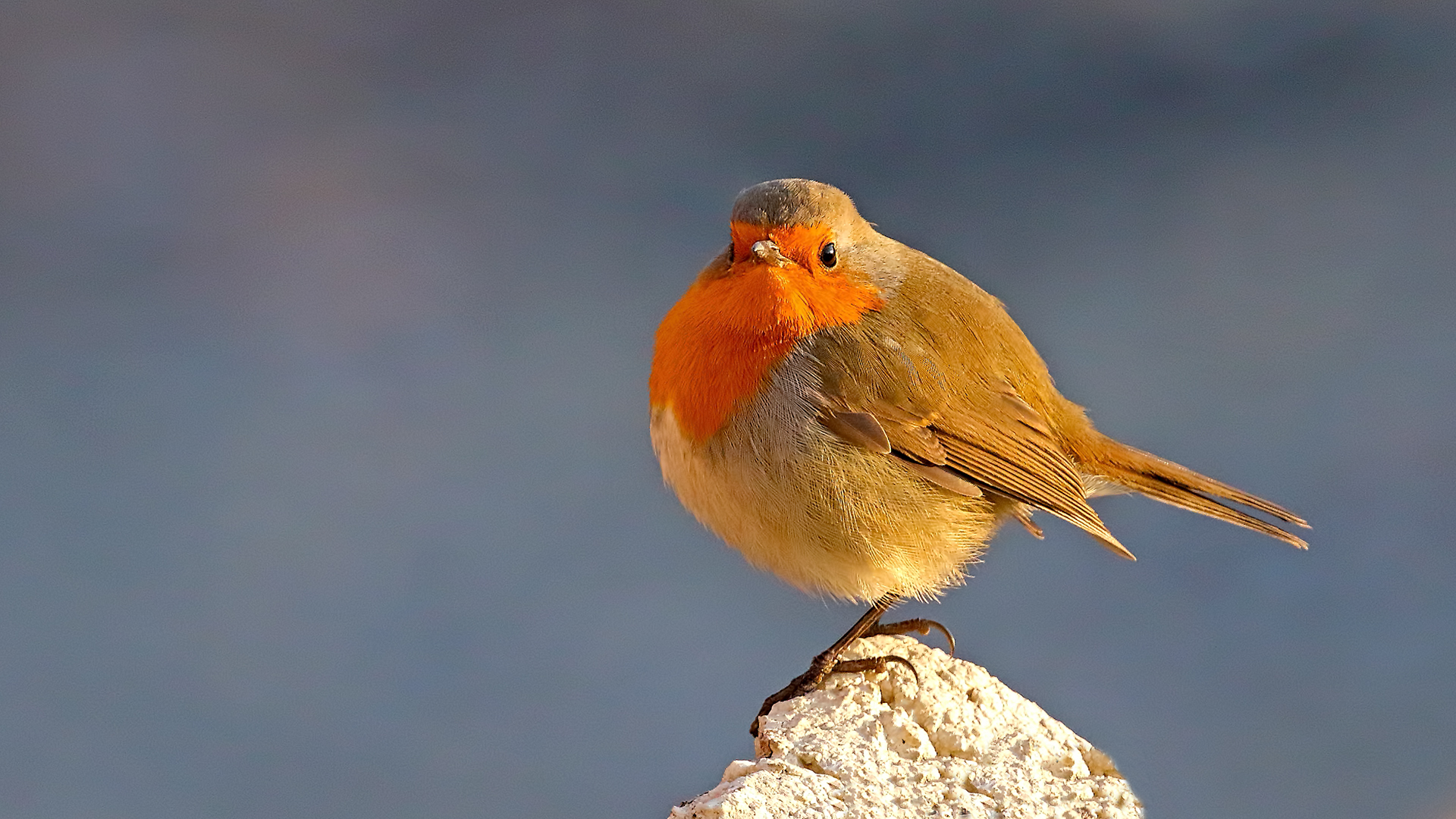European Robin