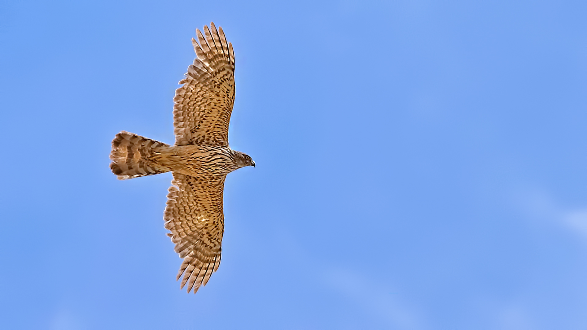 Northern Goshawk