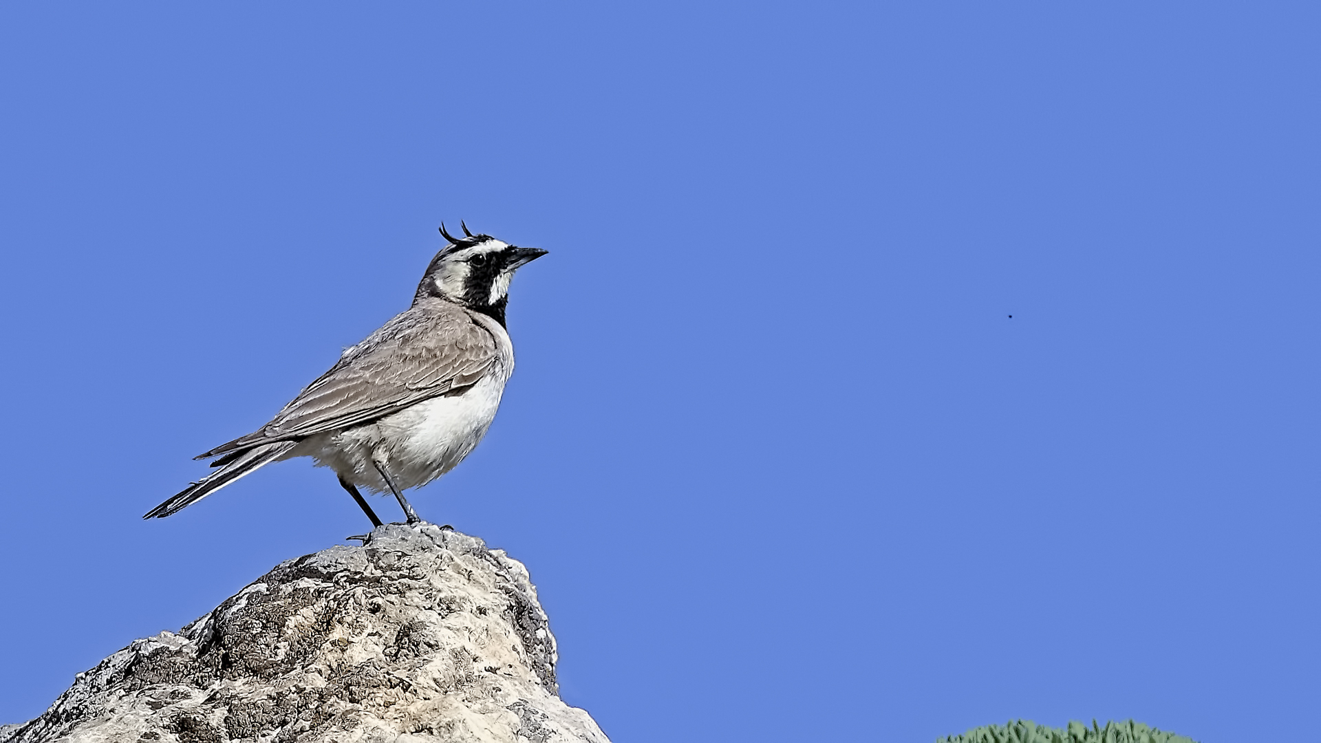 Horned Lark