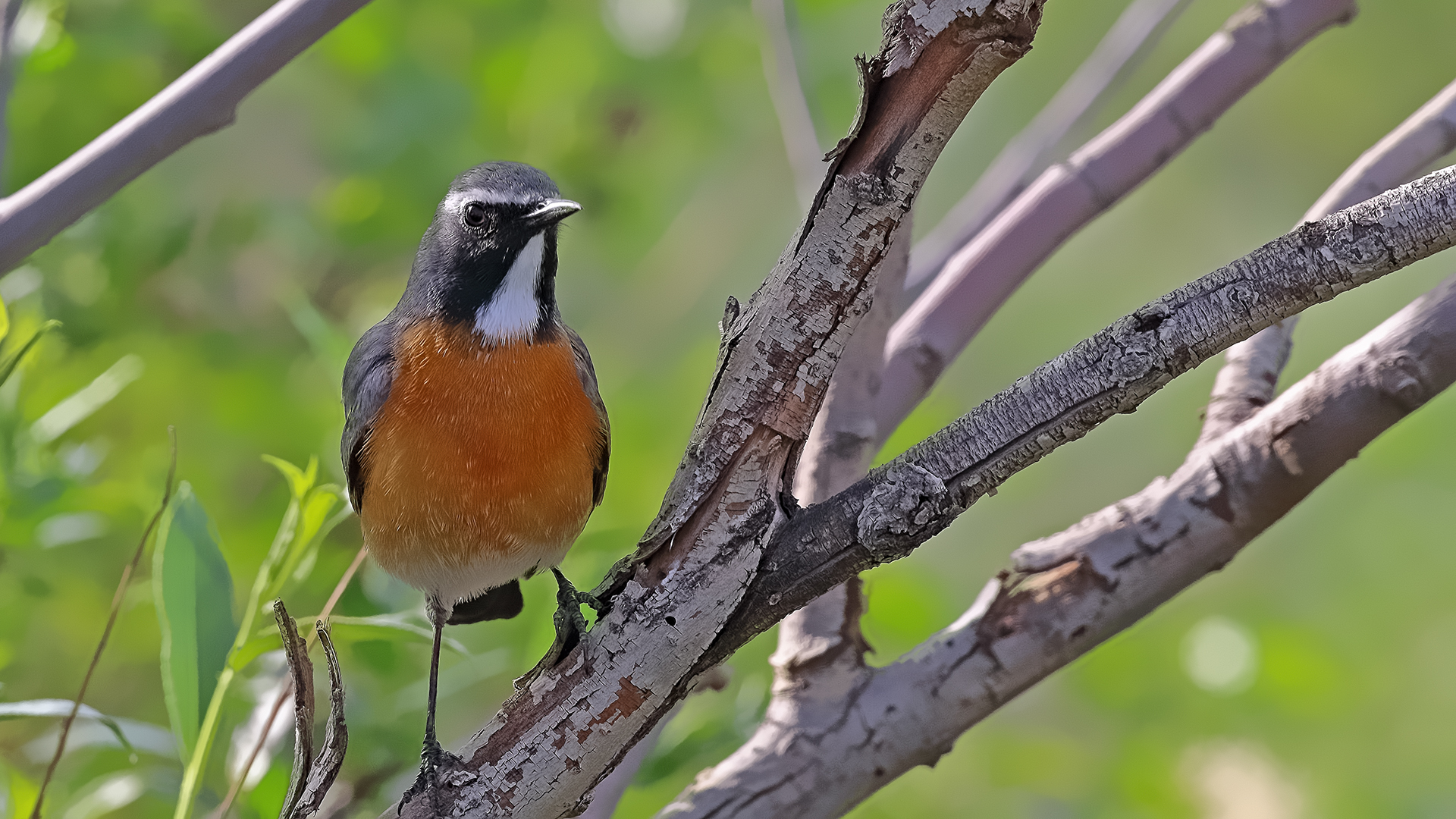 White-throated Robin