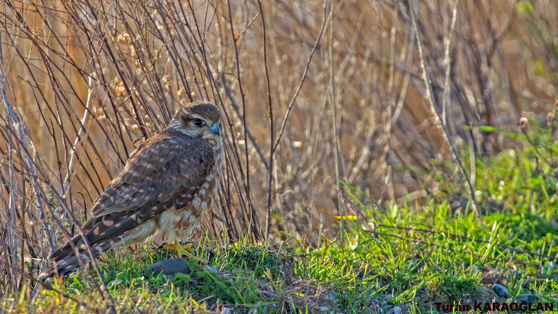 Merlin