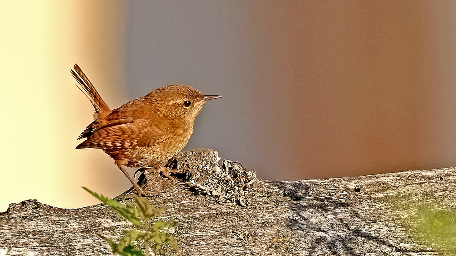 Eurasian Wren