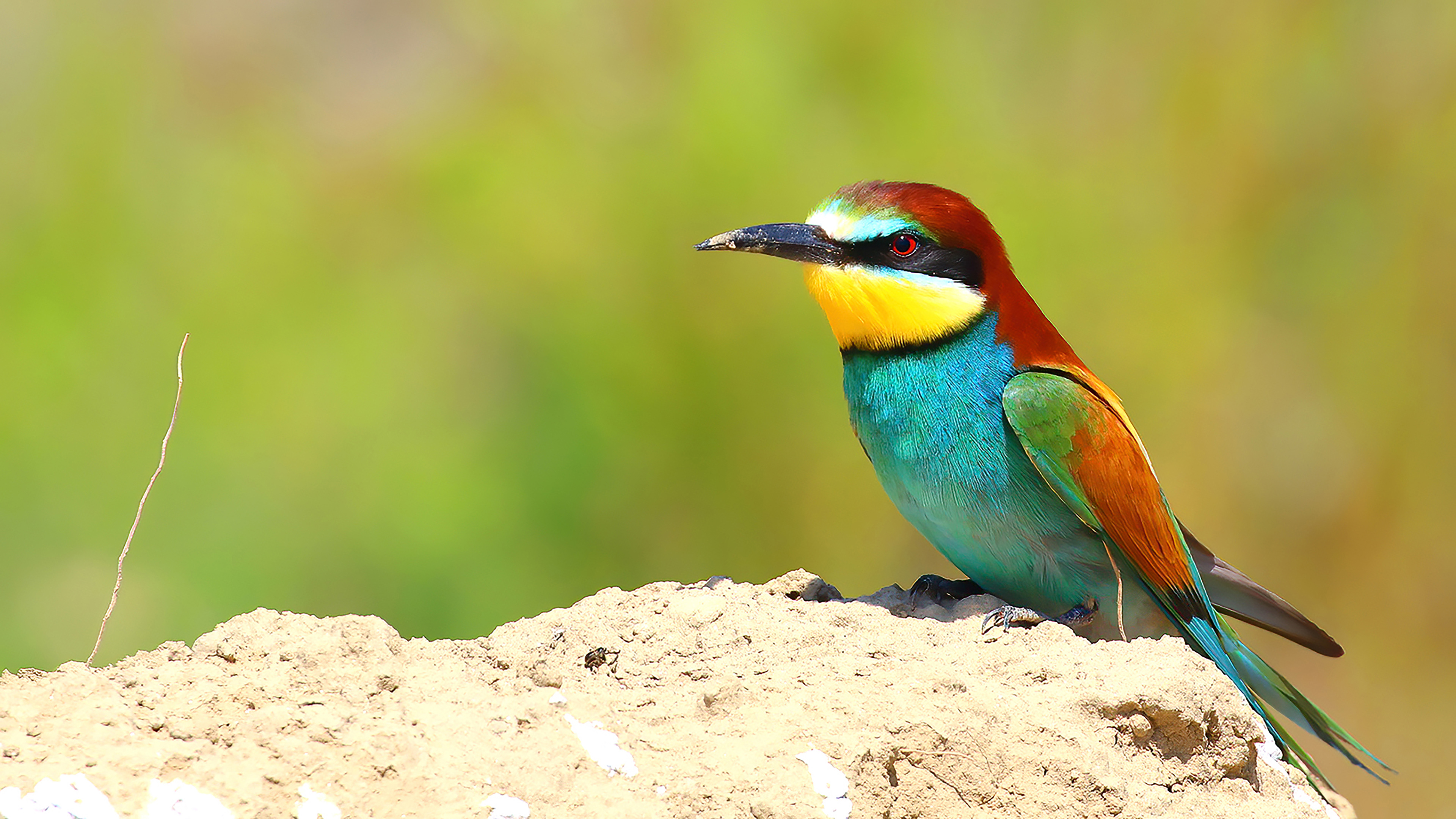 European Bee-eater