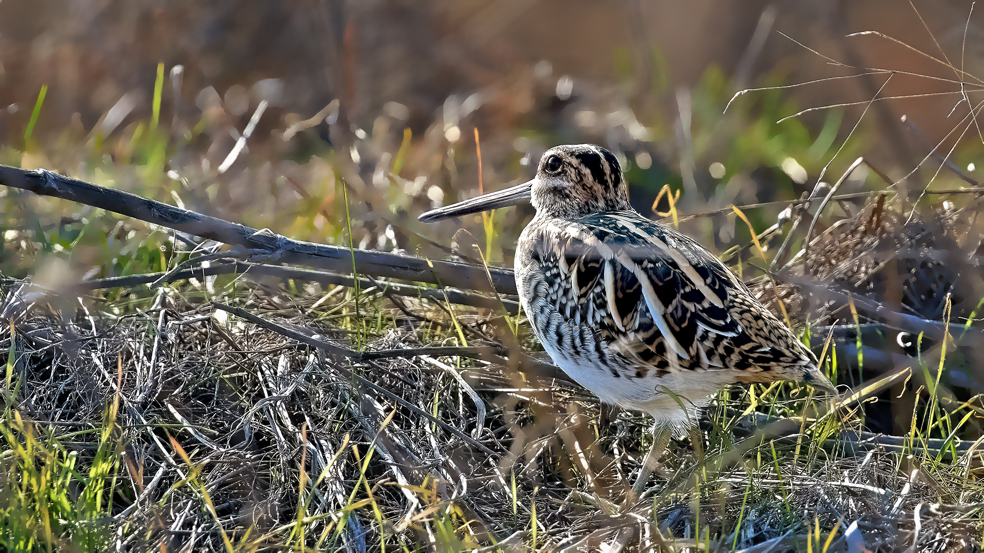 Common Snipe