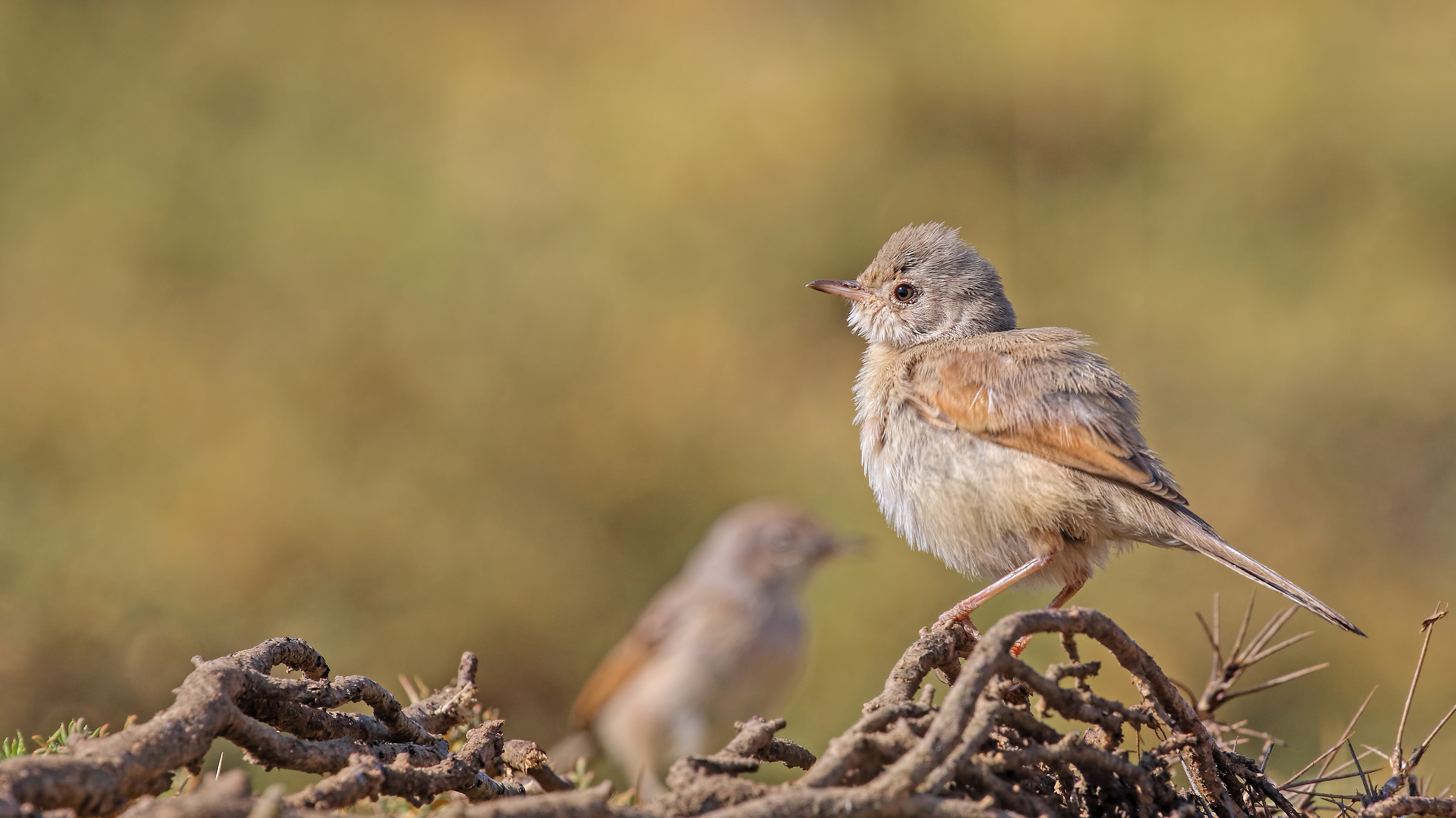 Spectacled Warbler