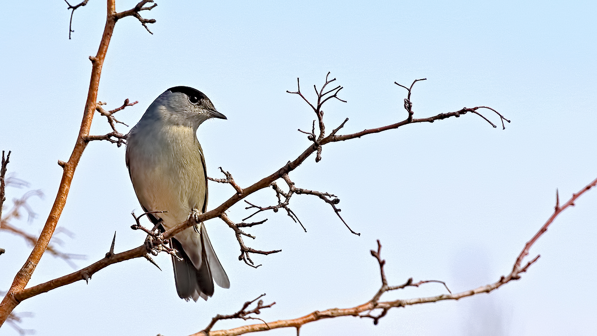 Eurasian Blackcap — Ana fotoğraf