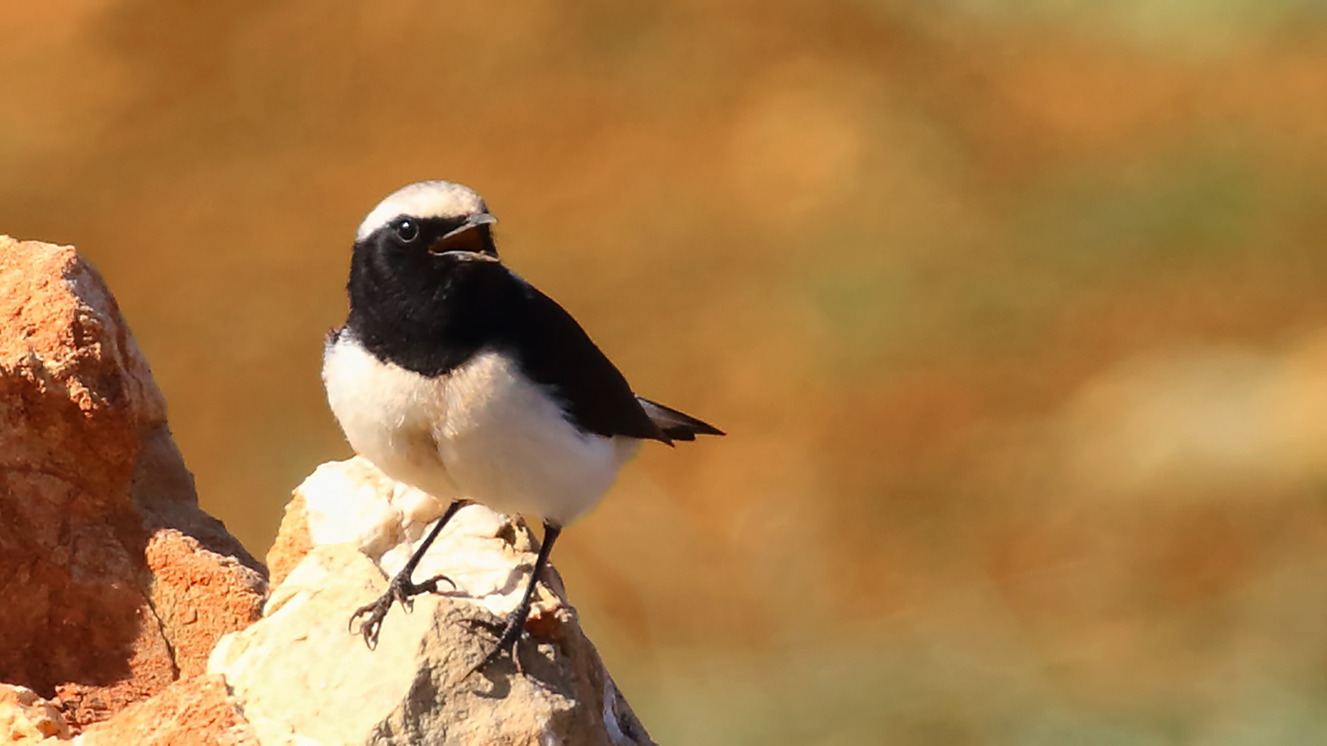 Finsch's Wheatear