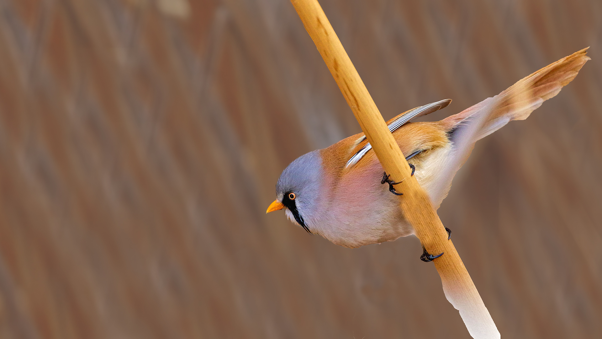 Long-tailed Tit