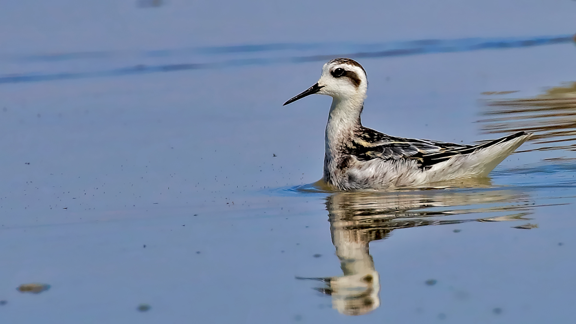 Red-necked Phalarope