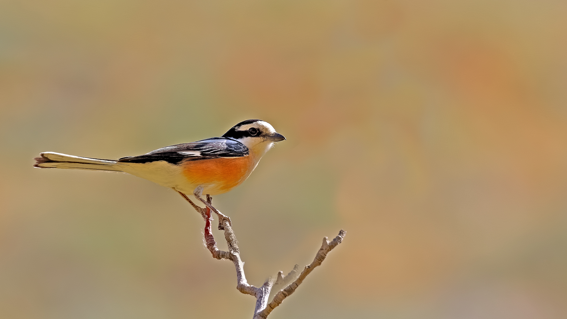 Masked Shrike
