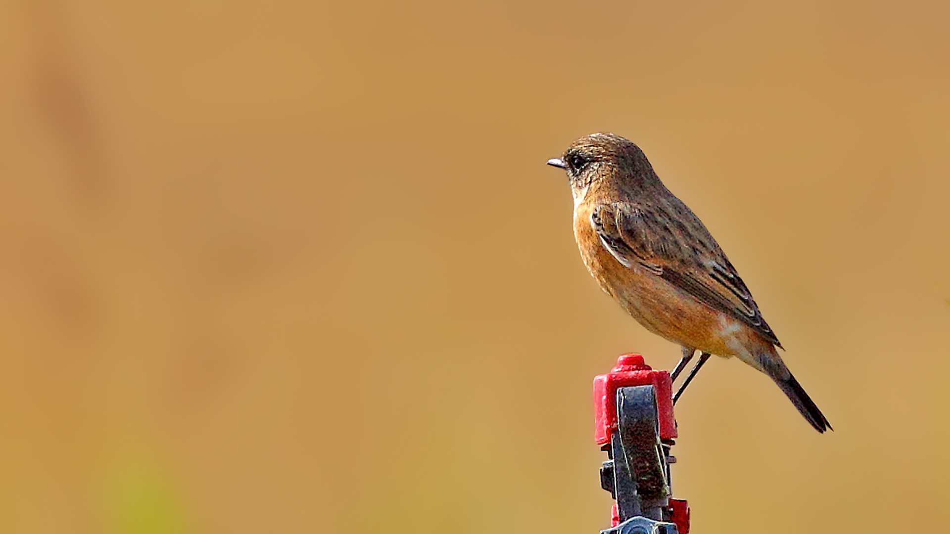 Siberian Stonechat