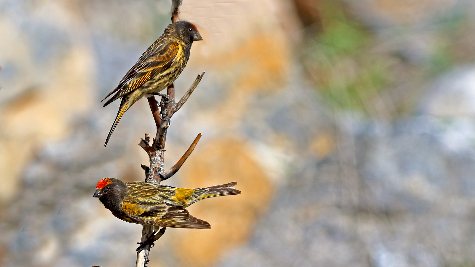 Fire-fronted Serin — Ana fotoğraf