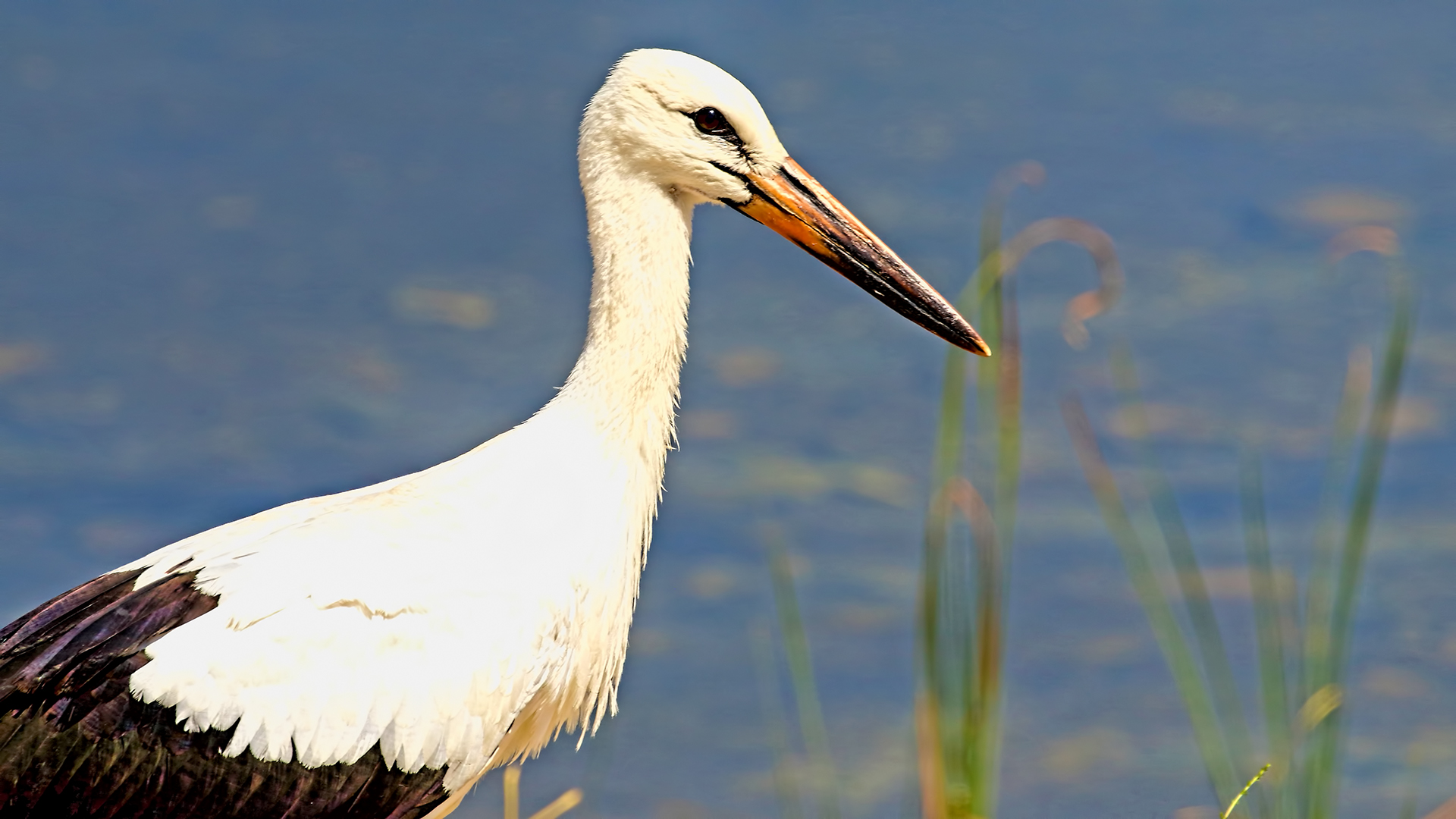 White Stork