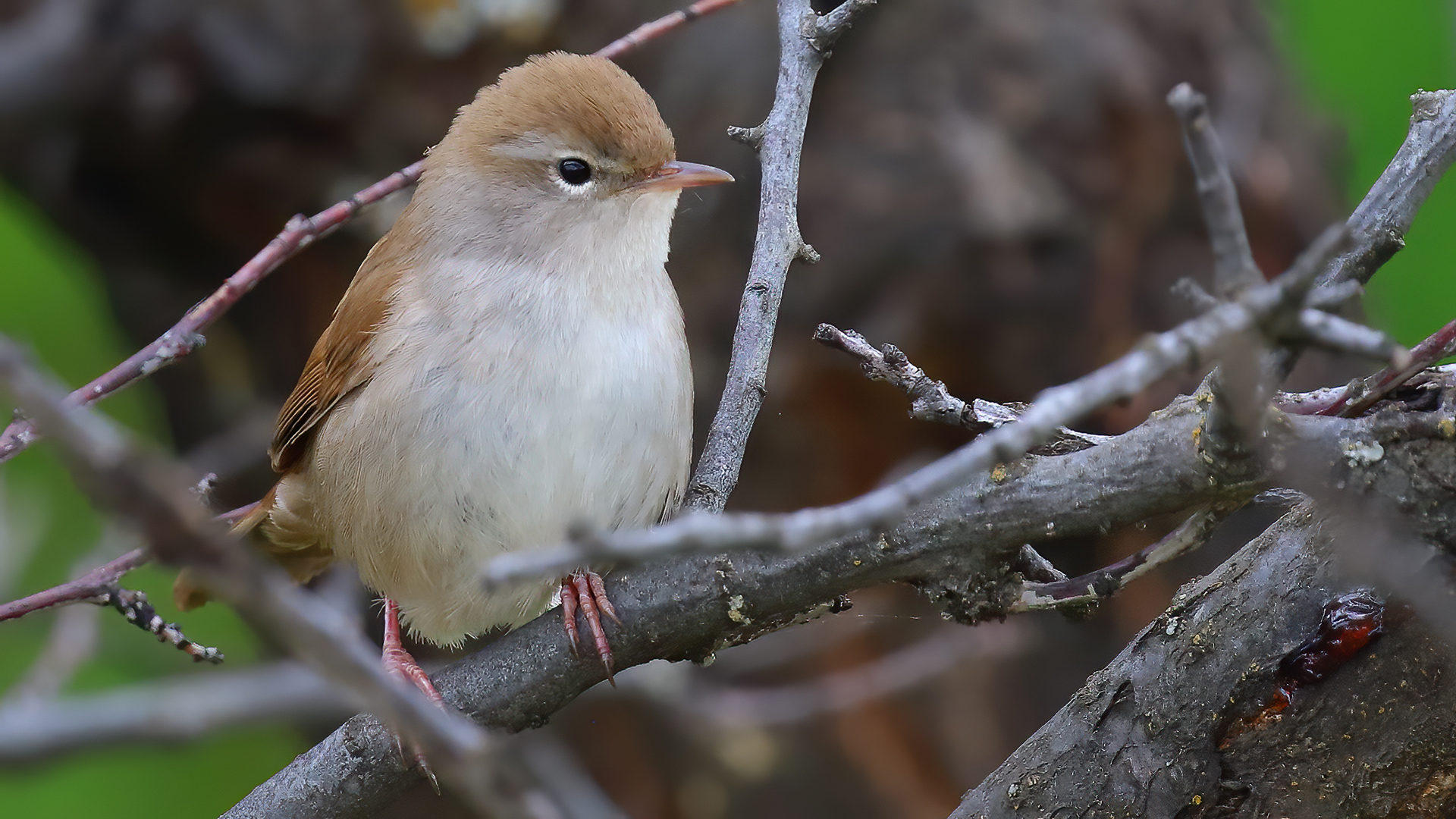 Cetti's Warbler — Ana fotoğraf