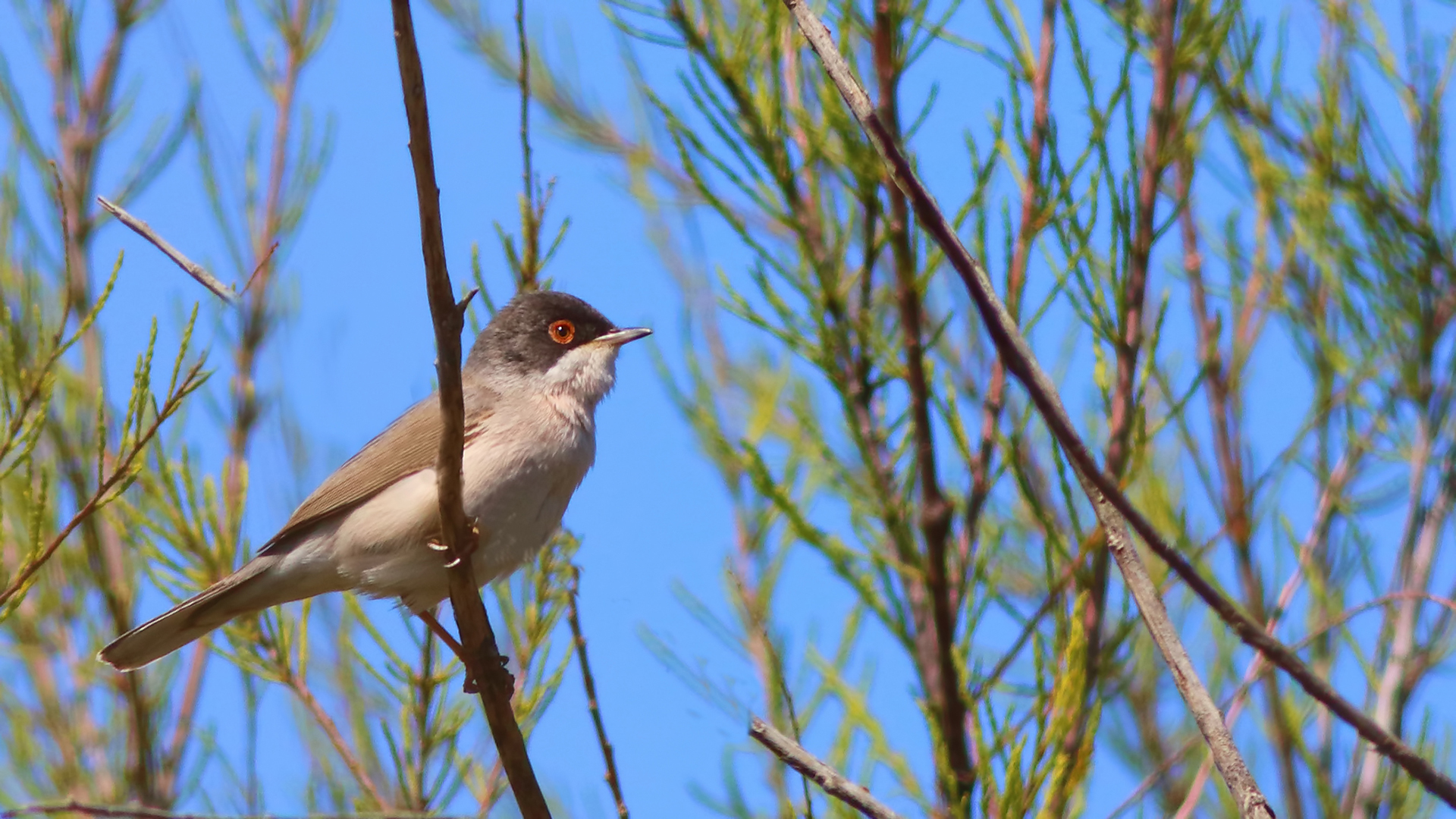 Menetries's Warbler